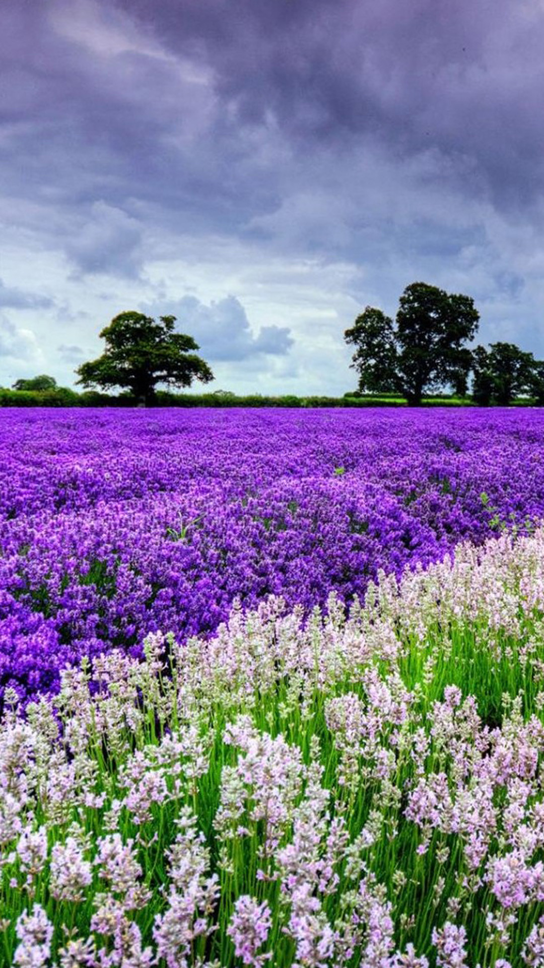 1080x1920 ... Nature Lavender Flower Filed Garden iPhone 8 wallpaper.