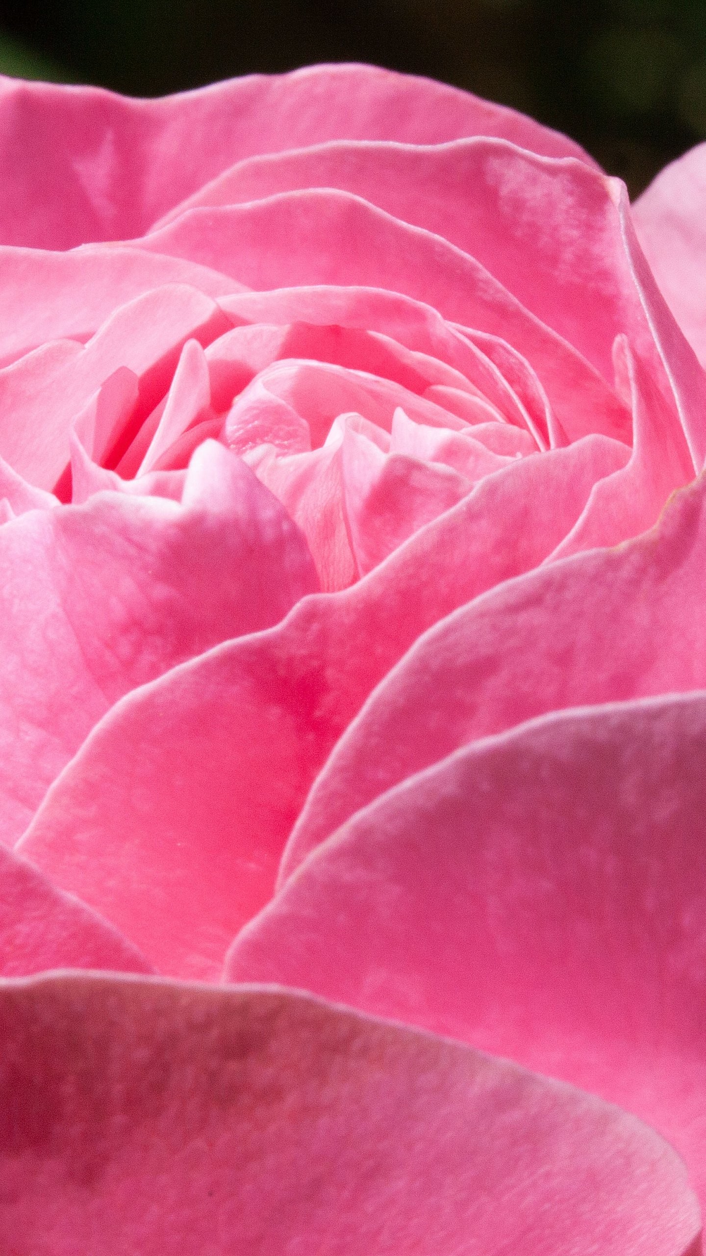 1440x2560 Pink Rose