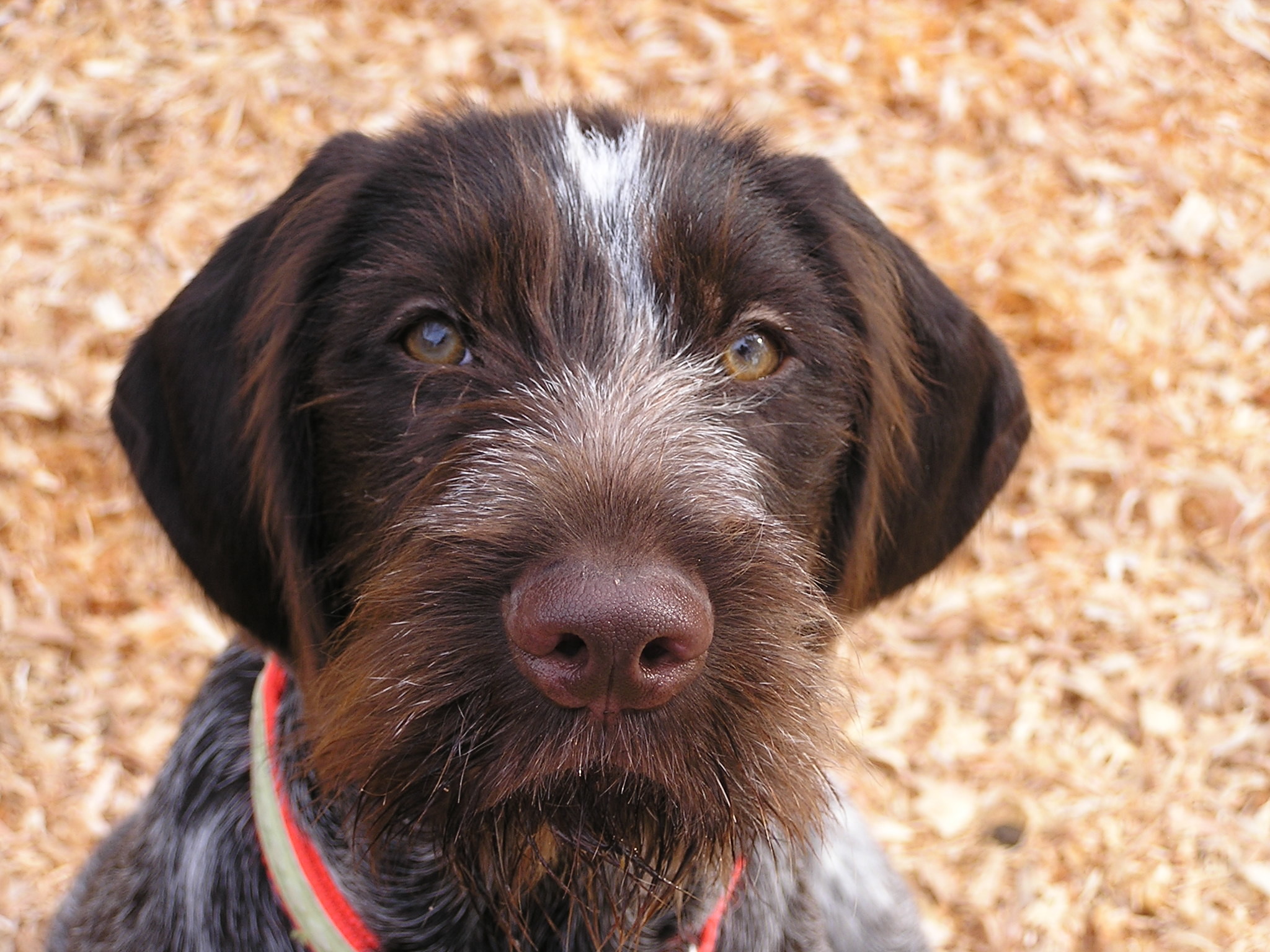 2048x1536 The German Wirehair Pointer is a breed that does well in a variety of…