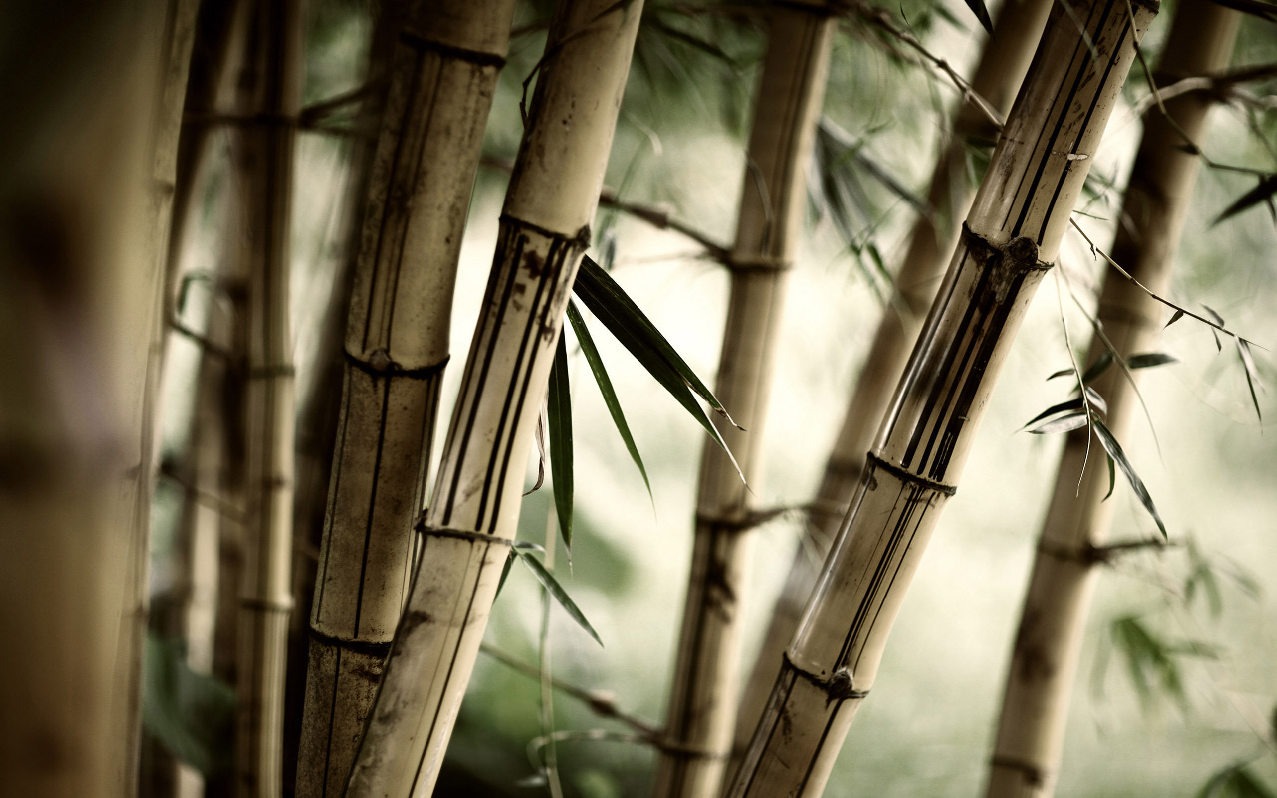 2560x1600 Zen bamboos wallpaper