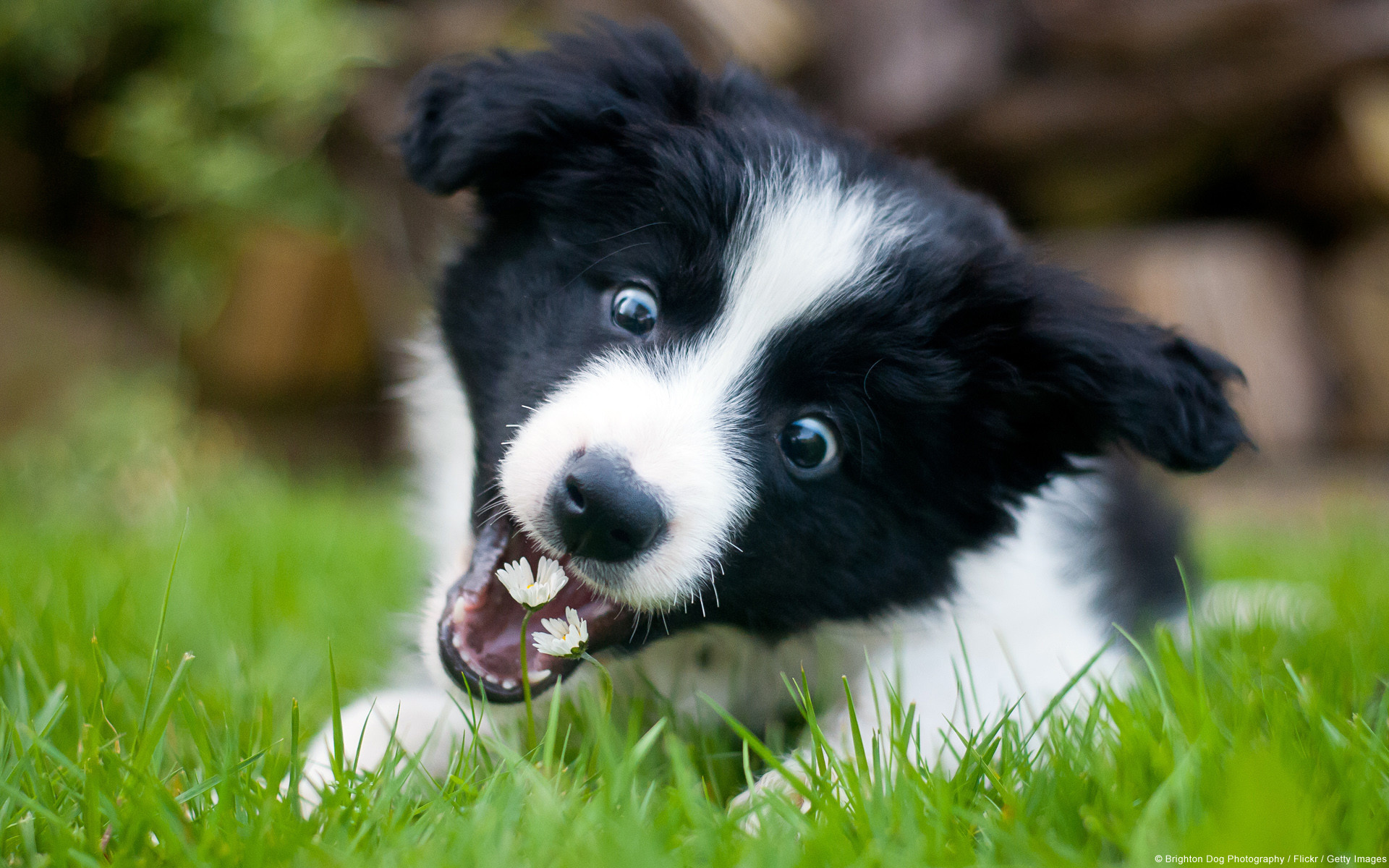 1920x1200 Sample Pictures images Border Collie HD wallpaper and background photos