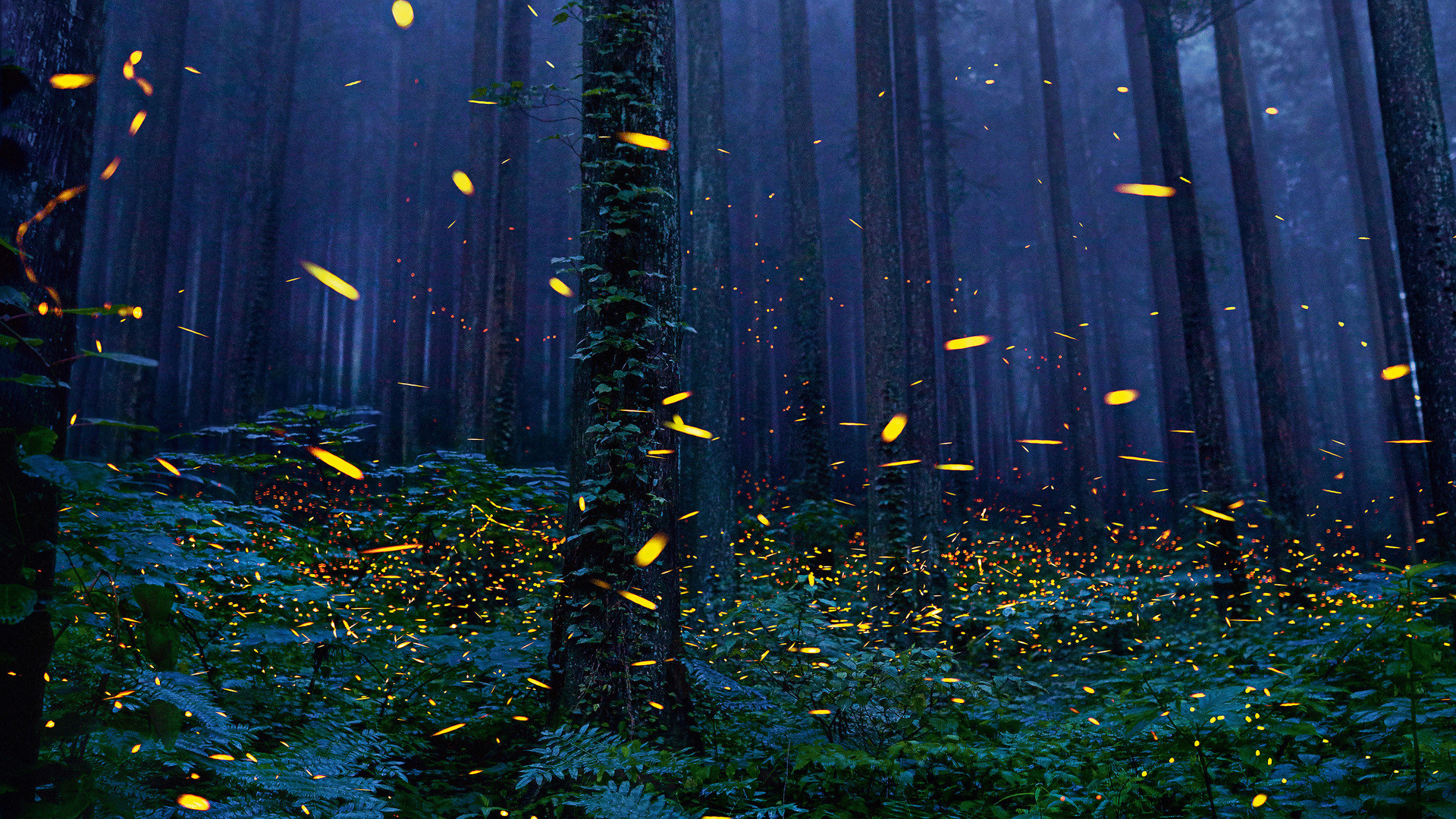 1920x1080 fireflies-forest-4k-30.jpg
