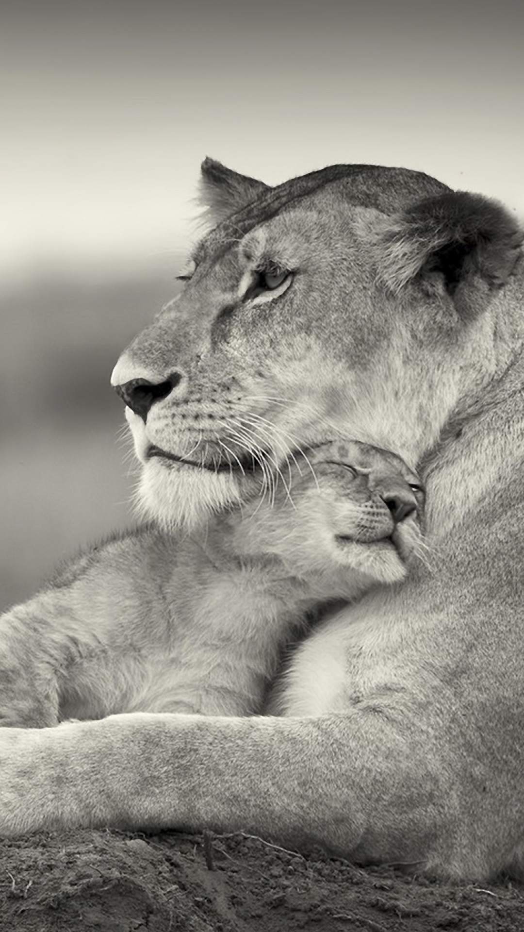 1080x1920  Wallpaper lion, couple, wool, cub, black and white
