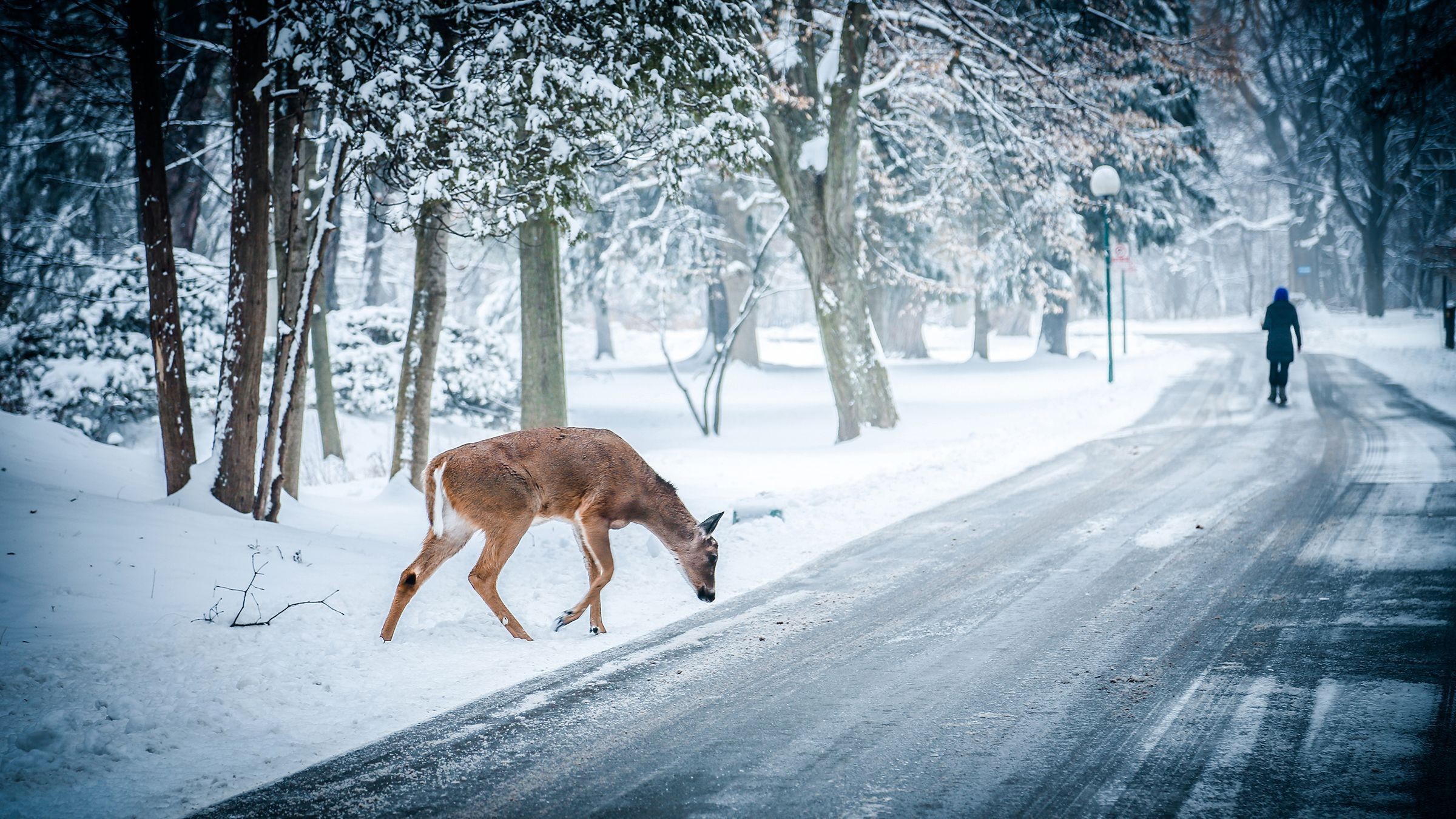 2400x1350 1618x1073 Photography Winter Ice Animals Deer Nature Snow Free Desktop">