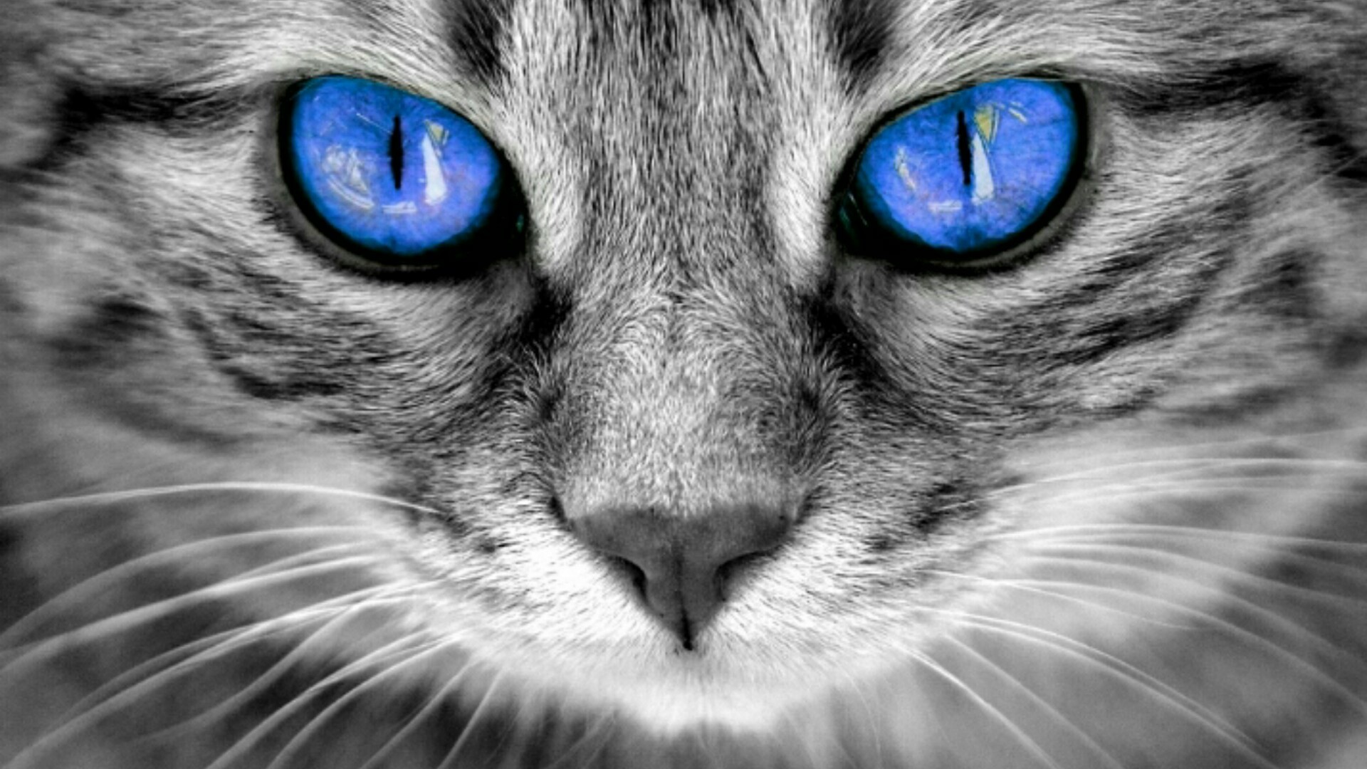 1920x1080 Blue-eyed cat wallpaper
