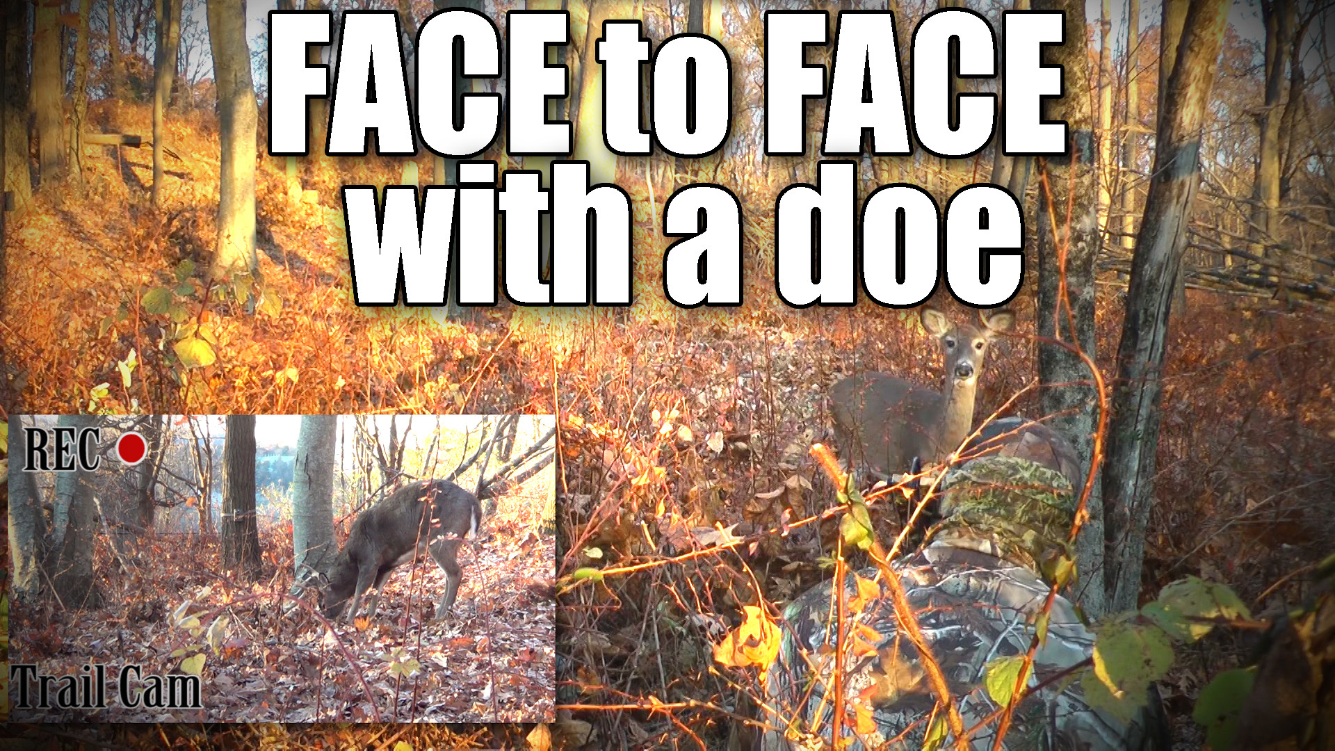 1920x1080 face-to-face-with-Doe-with-buck-in-