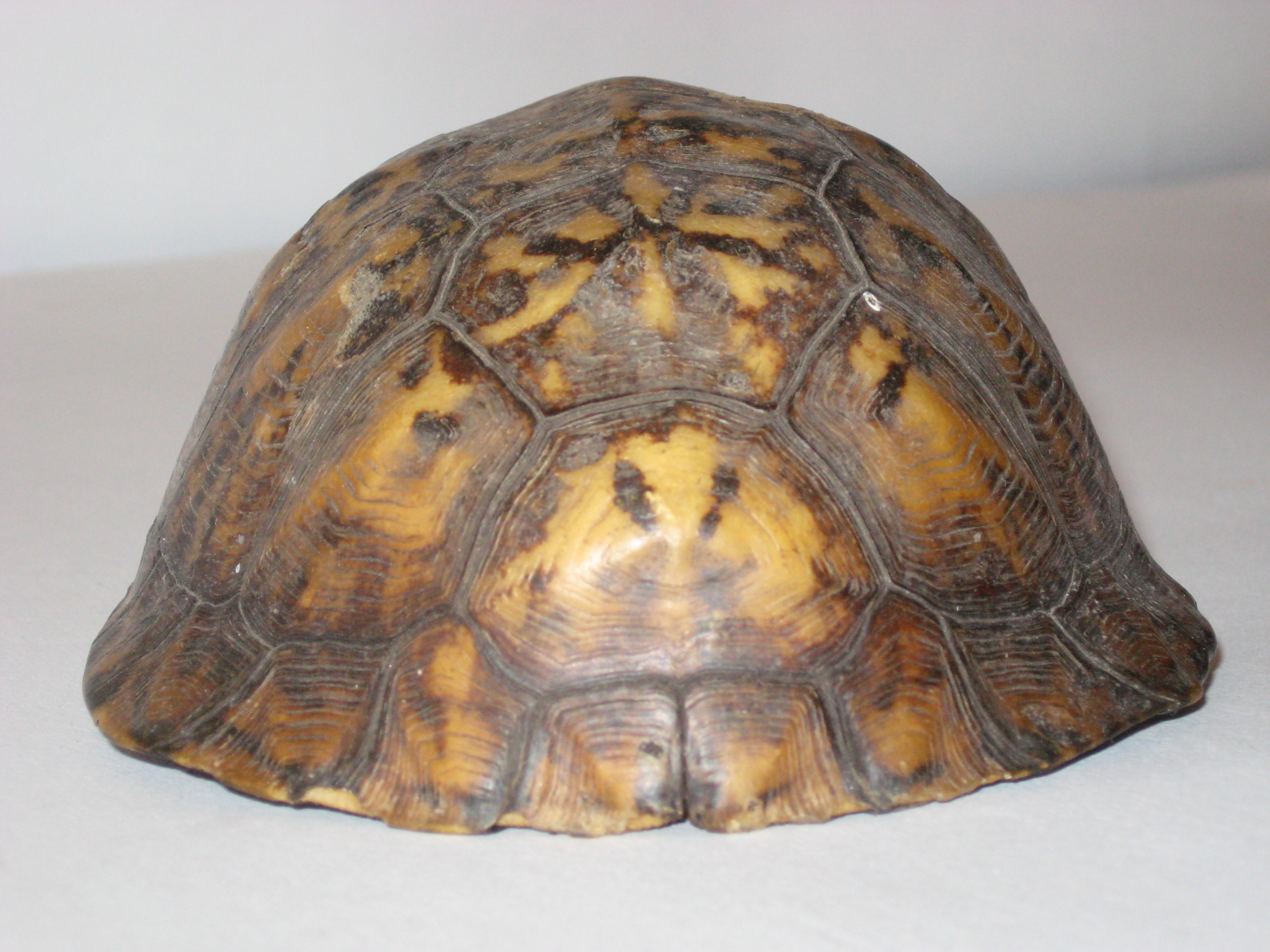 2592x1944 ... Tortoise Shell 2 by markopolio-stock