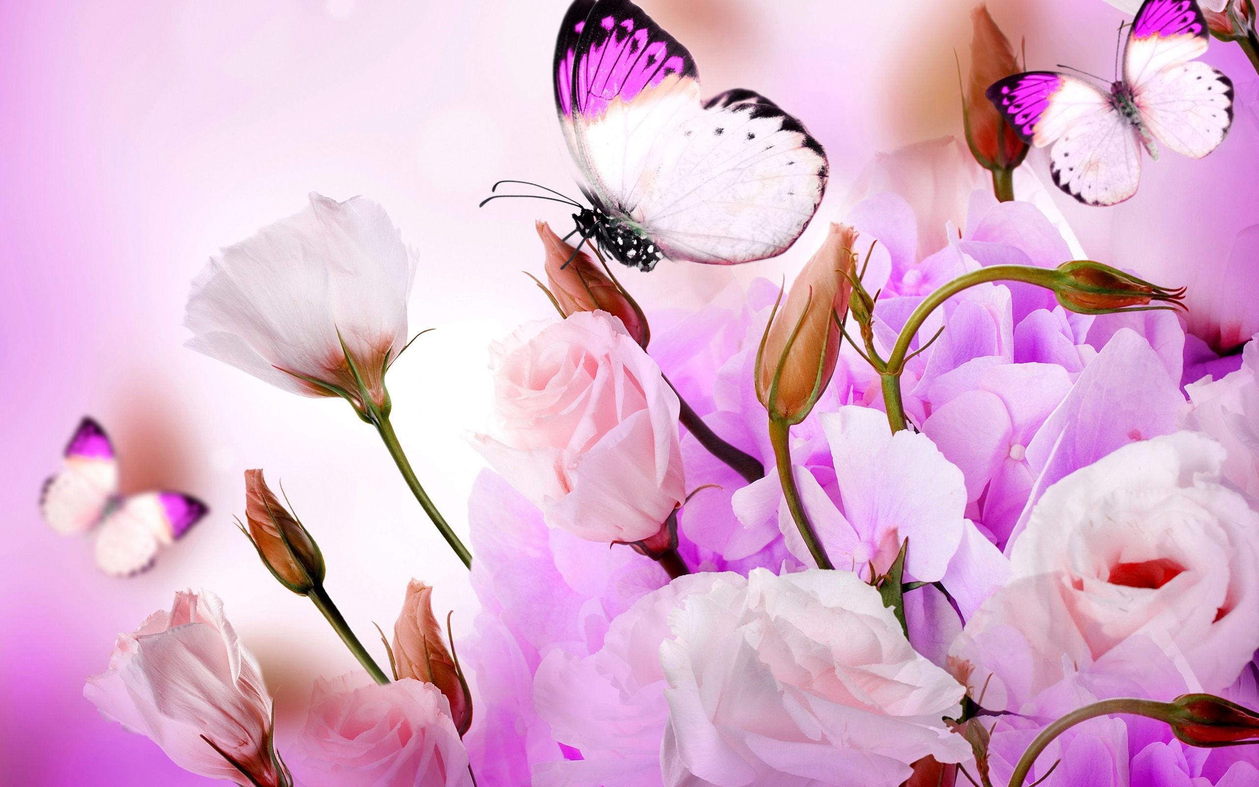 2560x1600 Flower With Butterfly Wallpaper HD Download High Quality