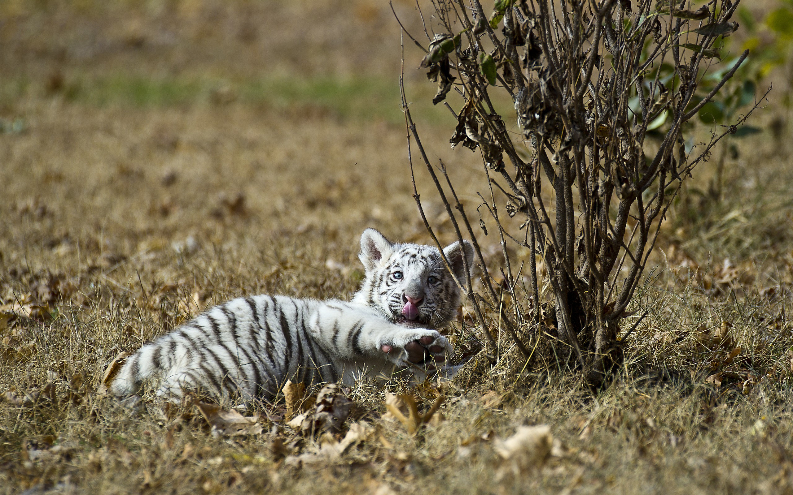 2560x1600 White Tiger Cub