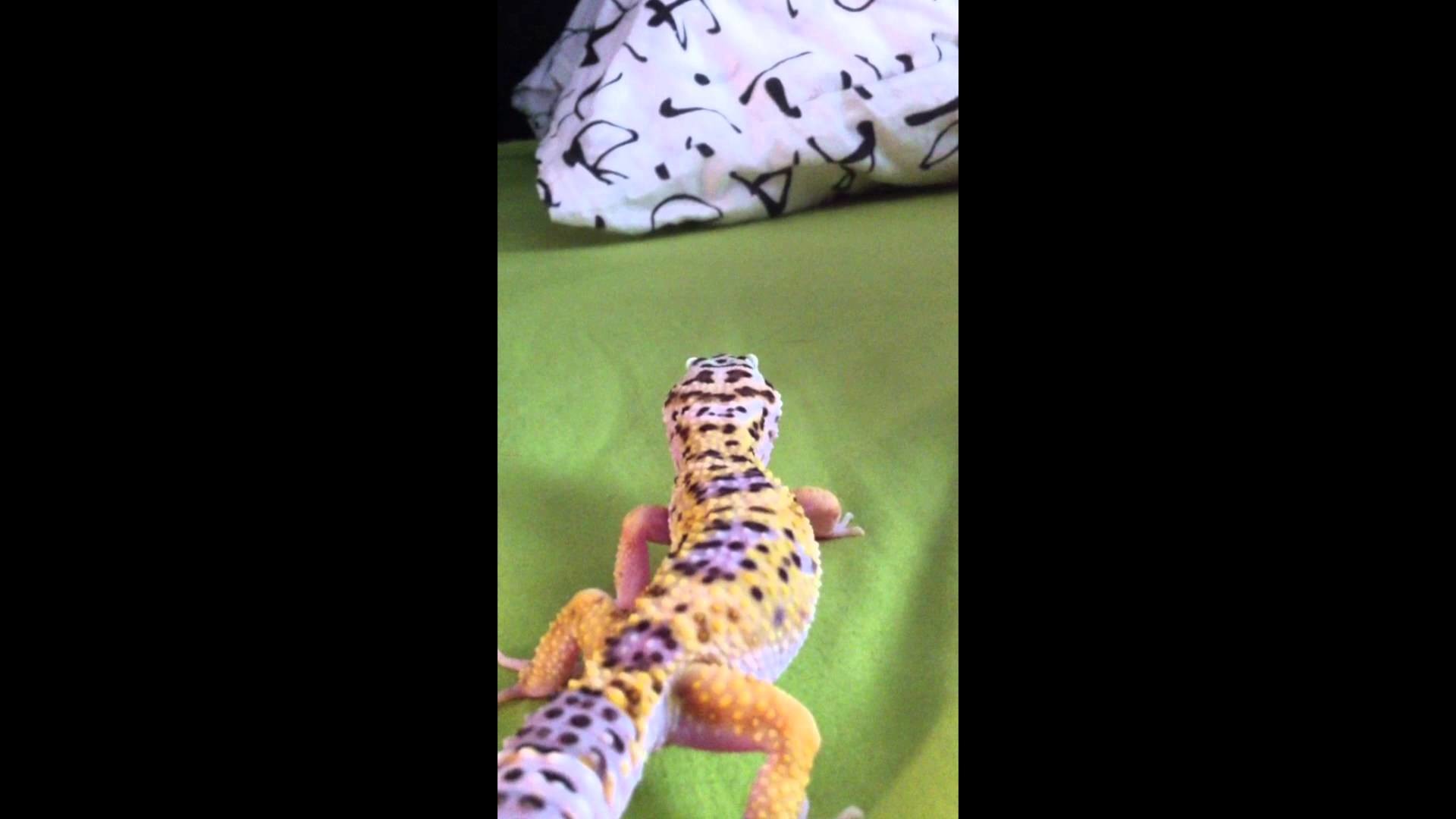 1920x1080 Leopard Gecko Wiggle Wiggle Wiggle