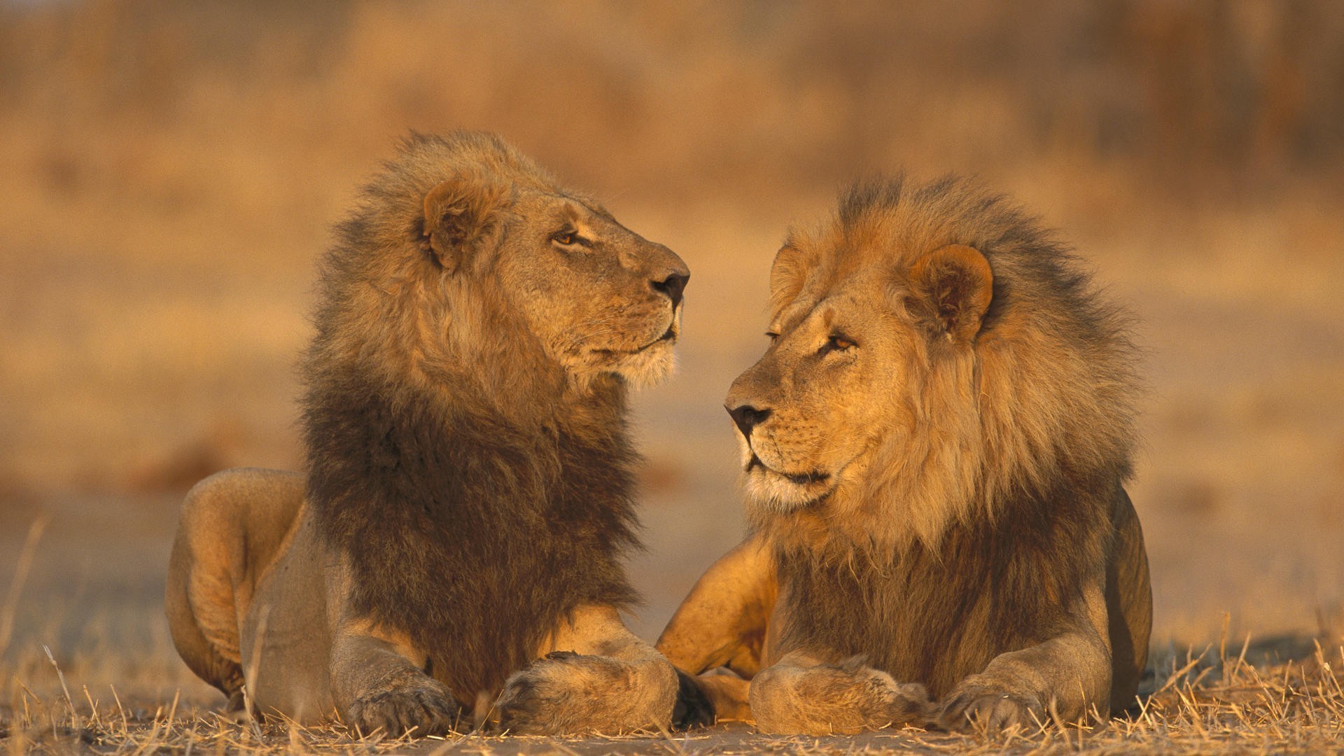 1920x1080 African animals games lions wallpaper