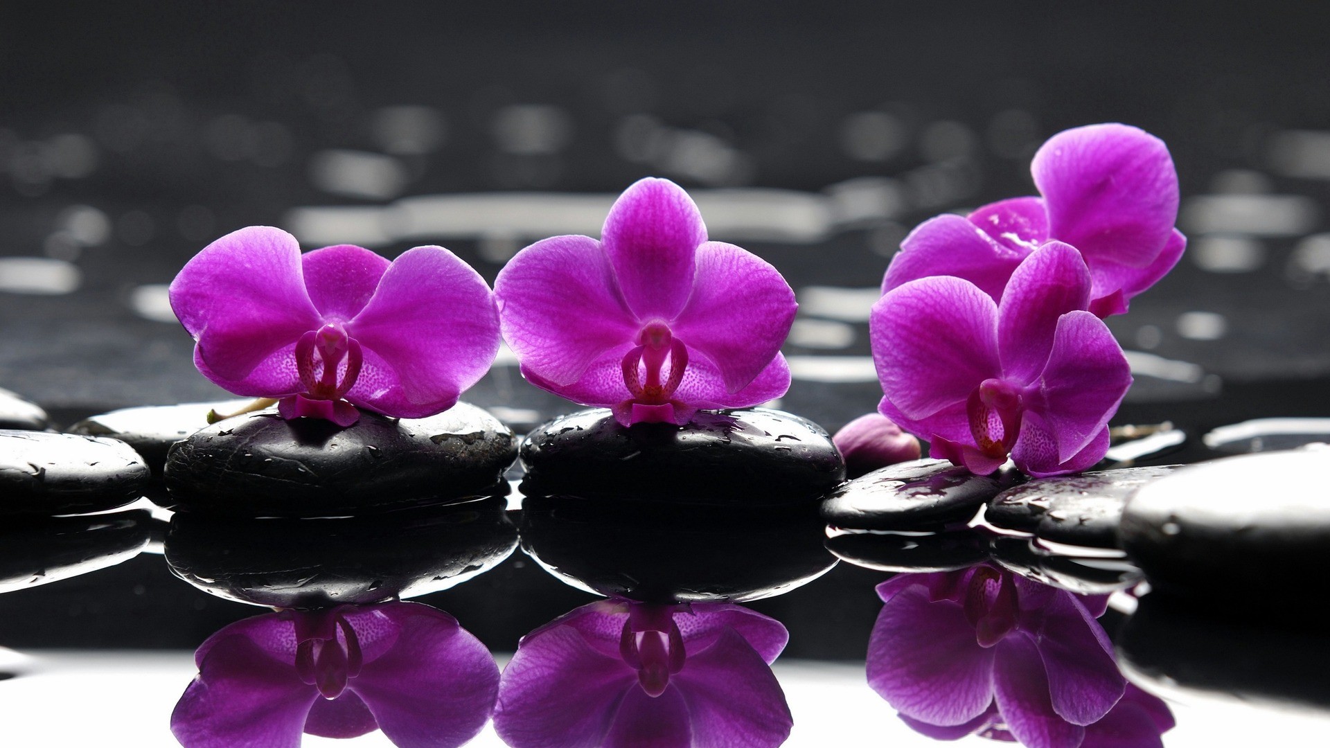 1920x1080 Purple Orchid Flower Wallpapers HD images