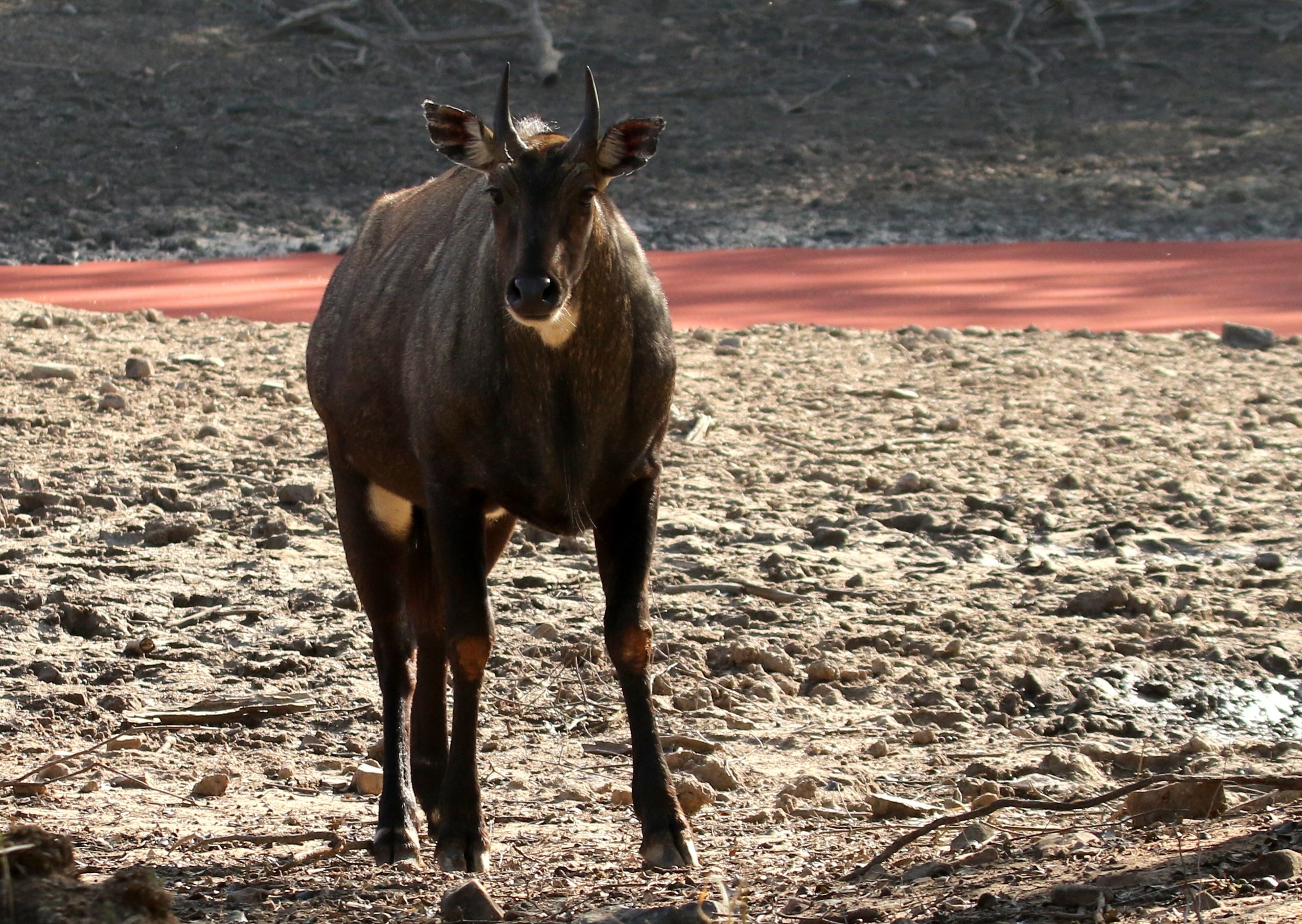 2490x1767 Blue Bull NilGai-Indian Wild Animals HD Background Image and Wallpaper