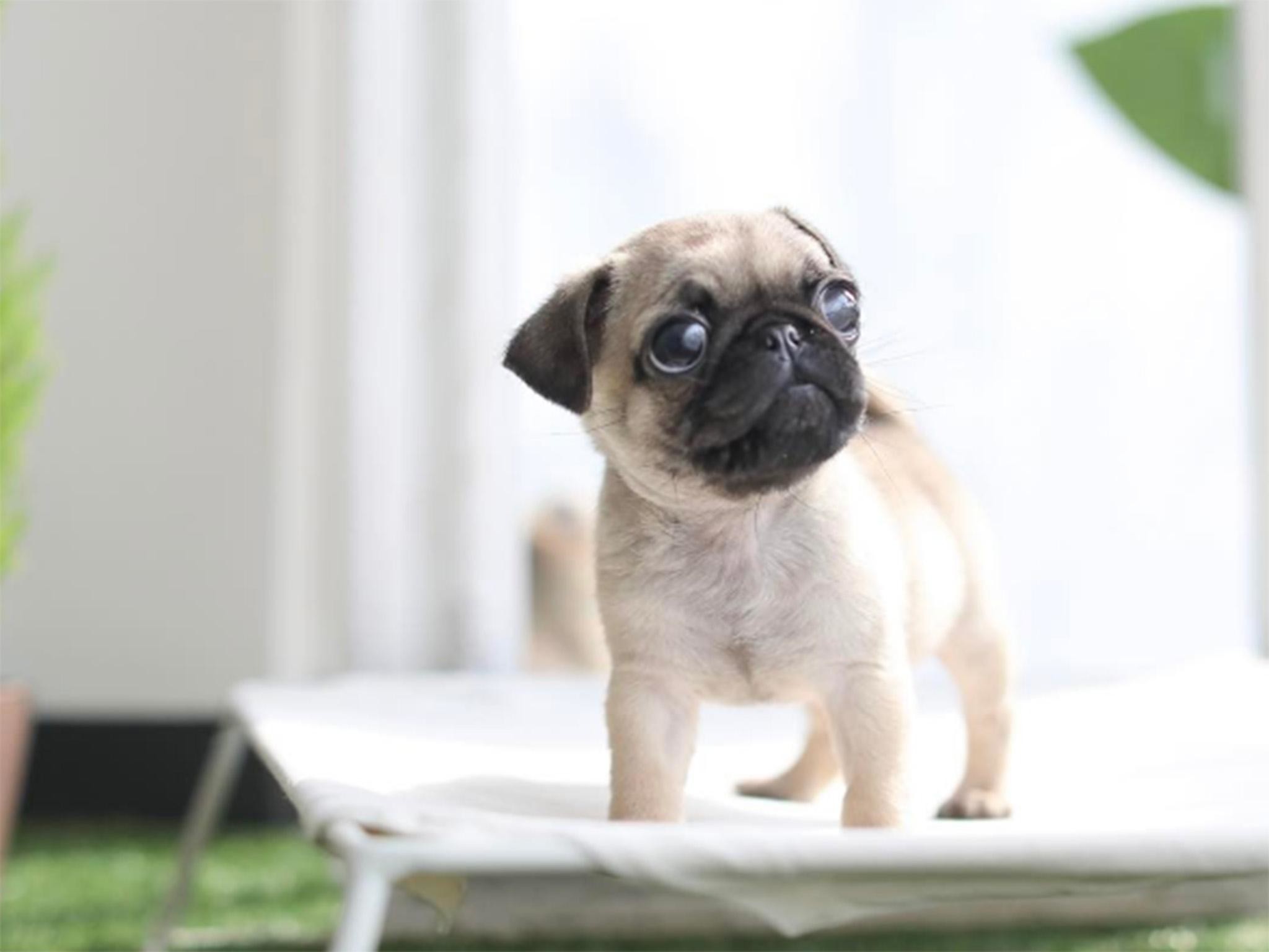 2048x1536 Dog welfare groups warn teacup puppy craze is harmful to pets | The  Independent