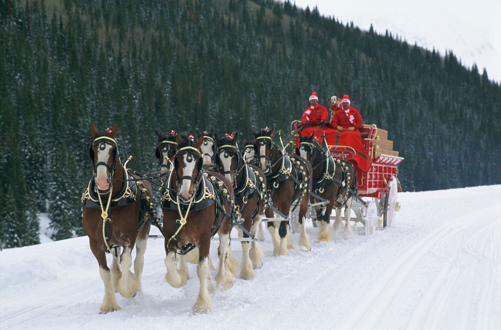 2048x1351 Clydesdales Christmas Wallpaper