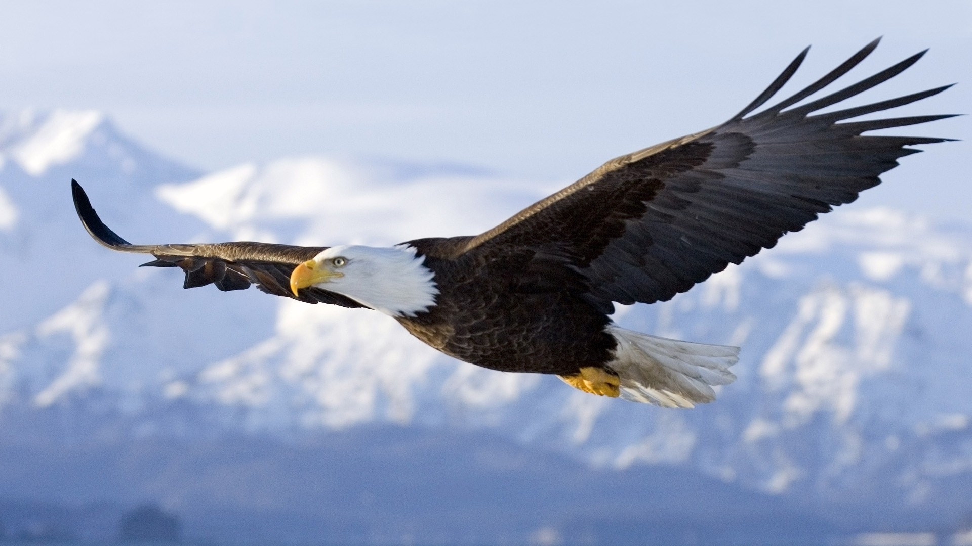 1920x1080 desktop eagle wallpapers free download | Hd Walpaper  (hd-wallpapersdownload.com) | Pinterest | Eagle wallpaper and Wallpaper