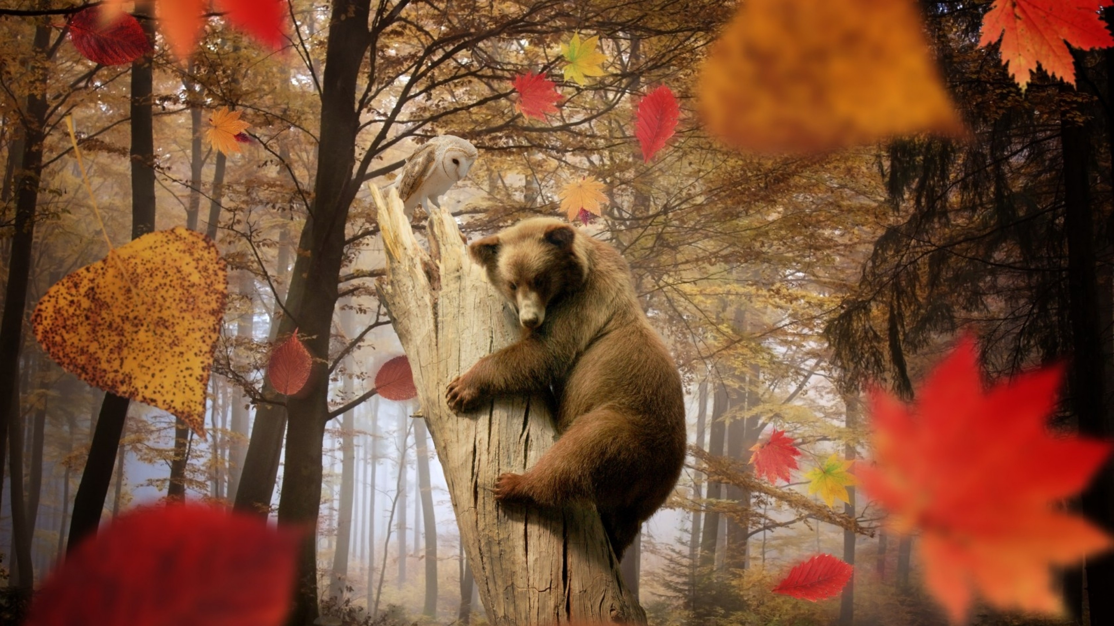 3840x2160  Wallpaper bear, owl, autumn, leaves, leaf fall, mushroom, forest