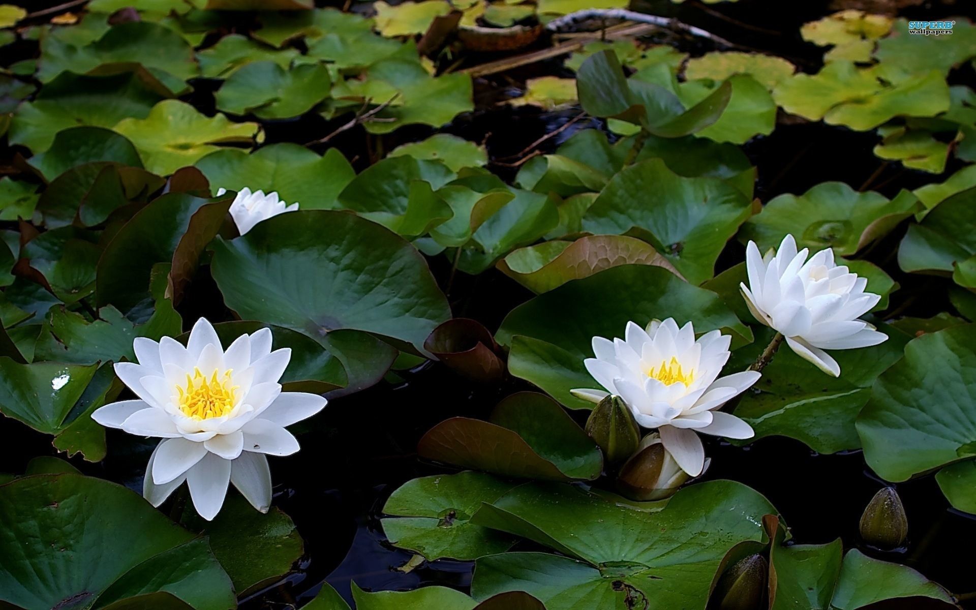 1920x1200 Flowers For > Water Lily Flower Wallpaper