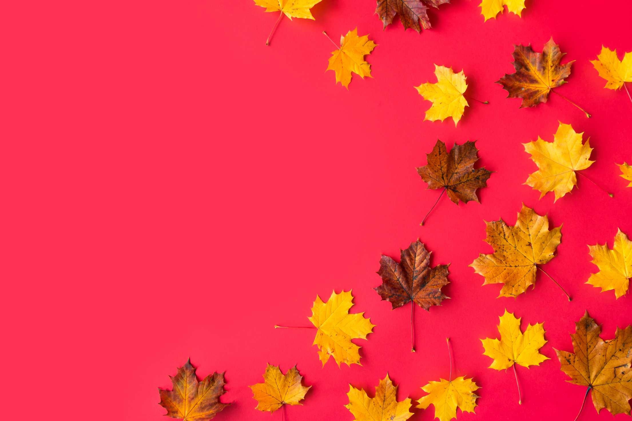 2210x1473 Autumn Leaves on Flat Red Background with Room for Text #2 Free Stock Photo