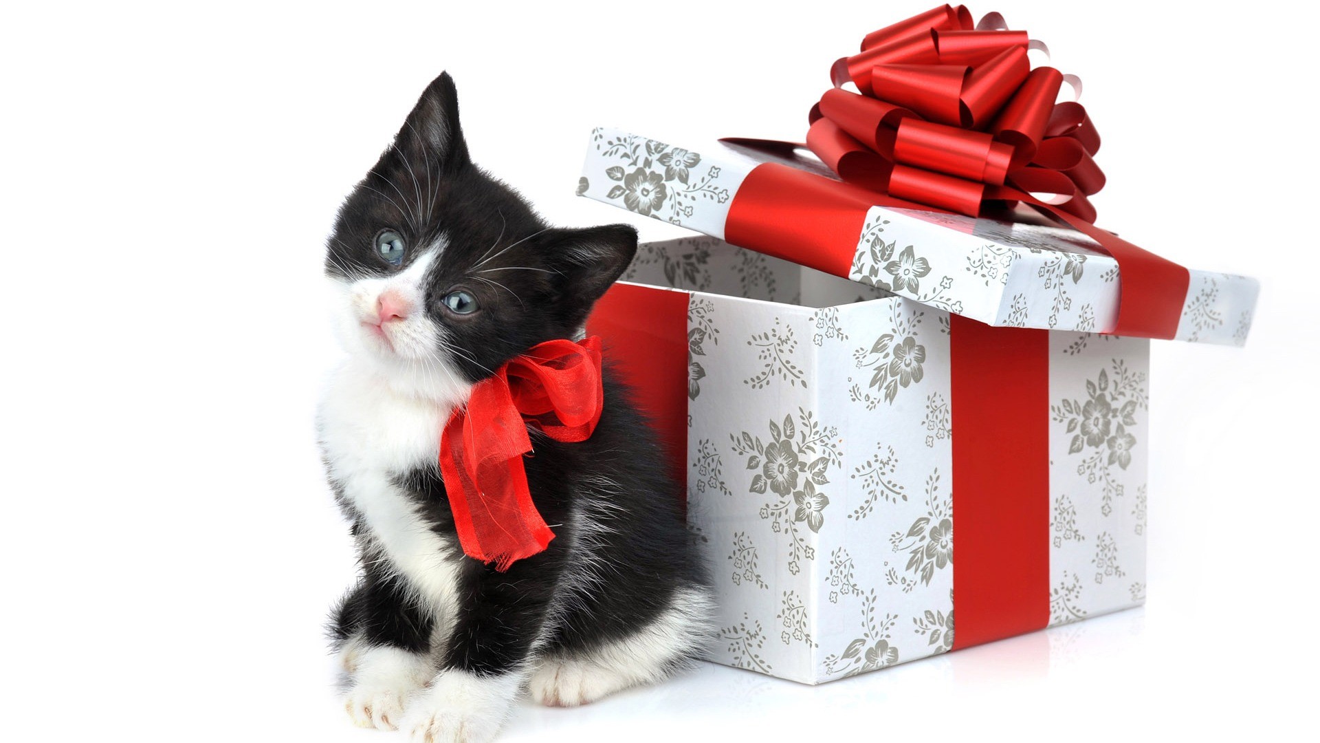 1920x1080 Cute cat and gift wallpaper