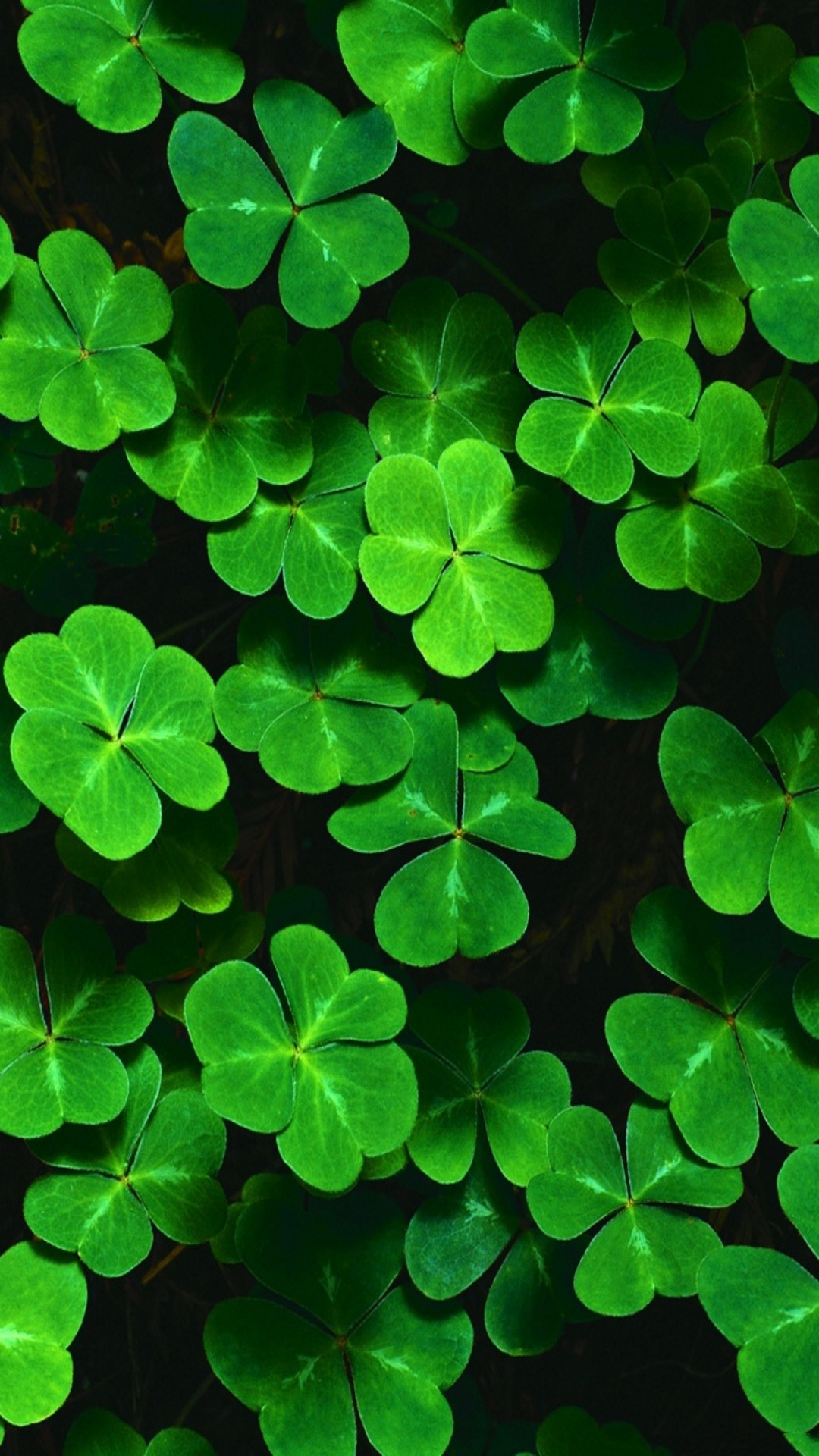 1080x1920 Customize your iPhone 6 Plus with this high definition Shamrocks wallpaper  from HD Phone Wallpapers!