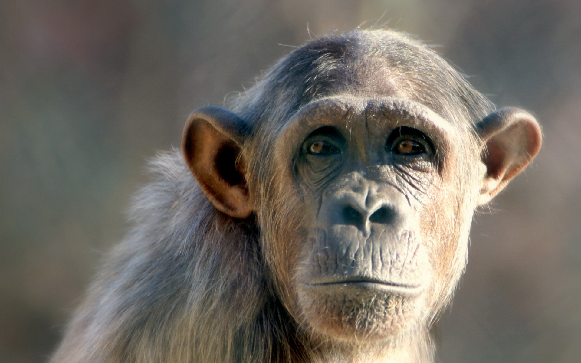 1920x1200  Animal - Chimpanzee Monkey Wallpaper