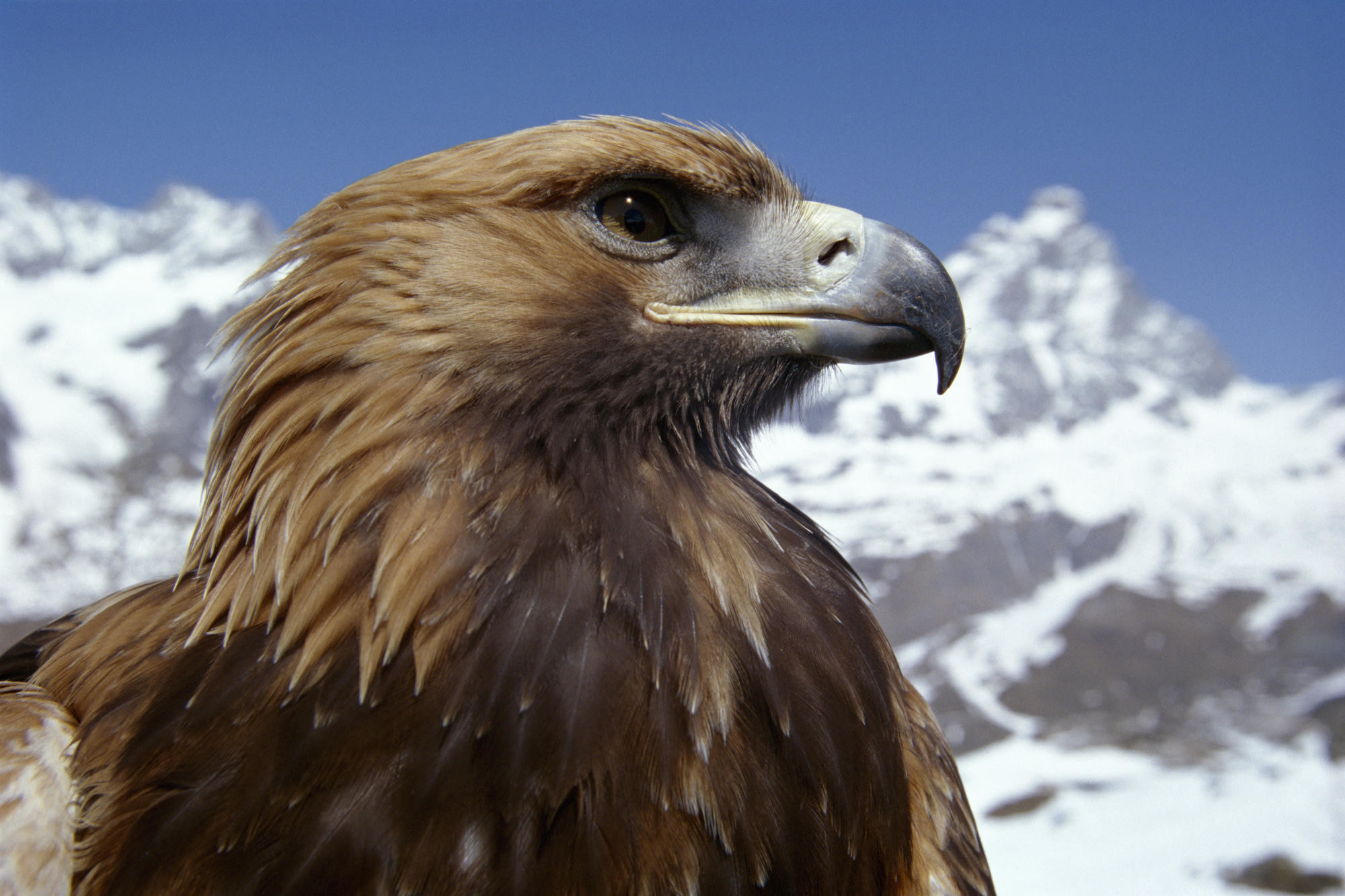 2000x1333 Animal Planet images Eagle HD wallpaper and background photos