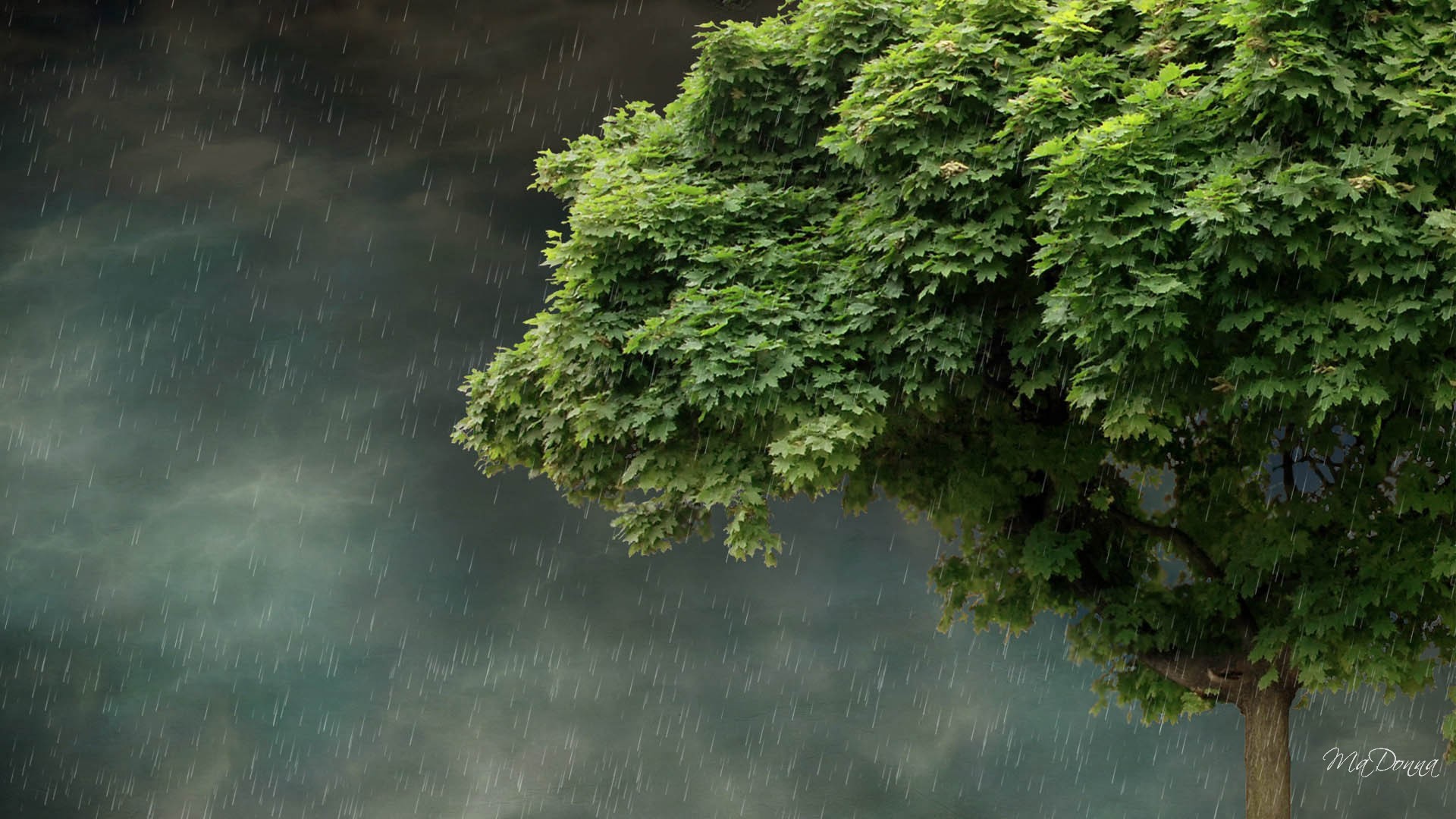 1920x1080 Spring Rain Wallpapers Background