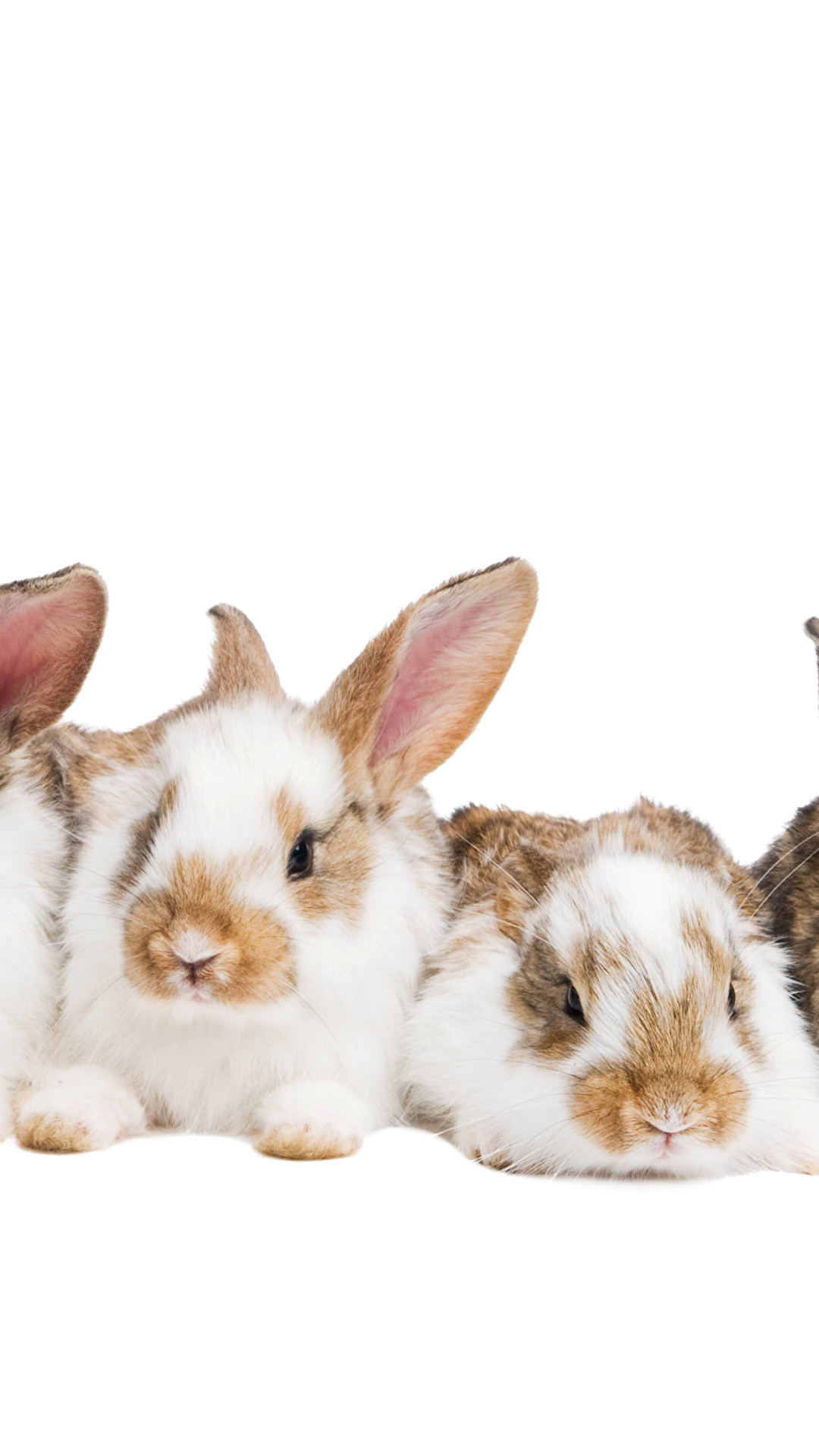 1080x1920 Wallpapers Rabbits Animals White background 