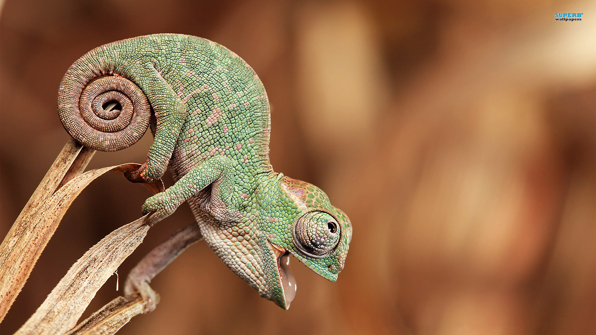 1920x1080 Baby Animals Chameleon Animal Wallpapers Resolution : Filesize : kB, Added  on February Tagged : baby animals