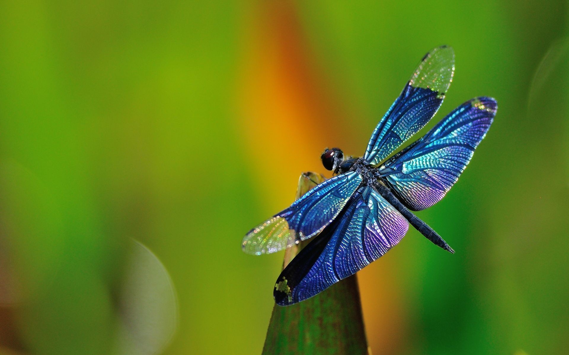 1920x1200 Dragonfly Background In Blue Stock Photos Image: 1920Ã1200