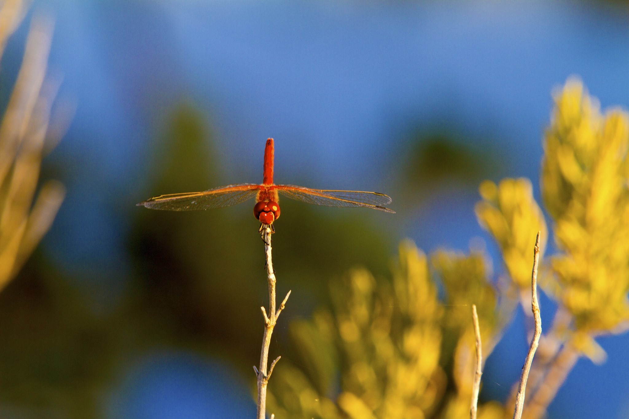 2048x1365 widescreen backgrounds dragonfly,  (362 kB)