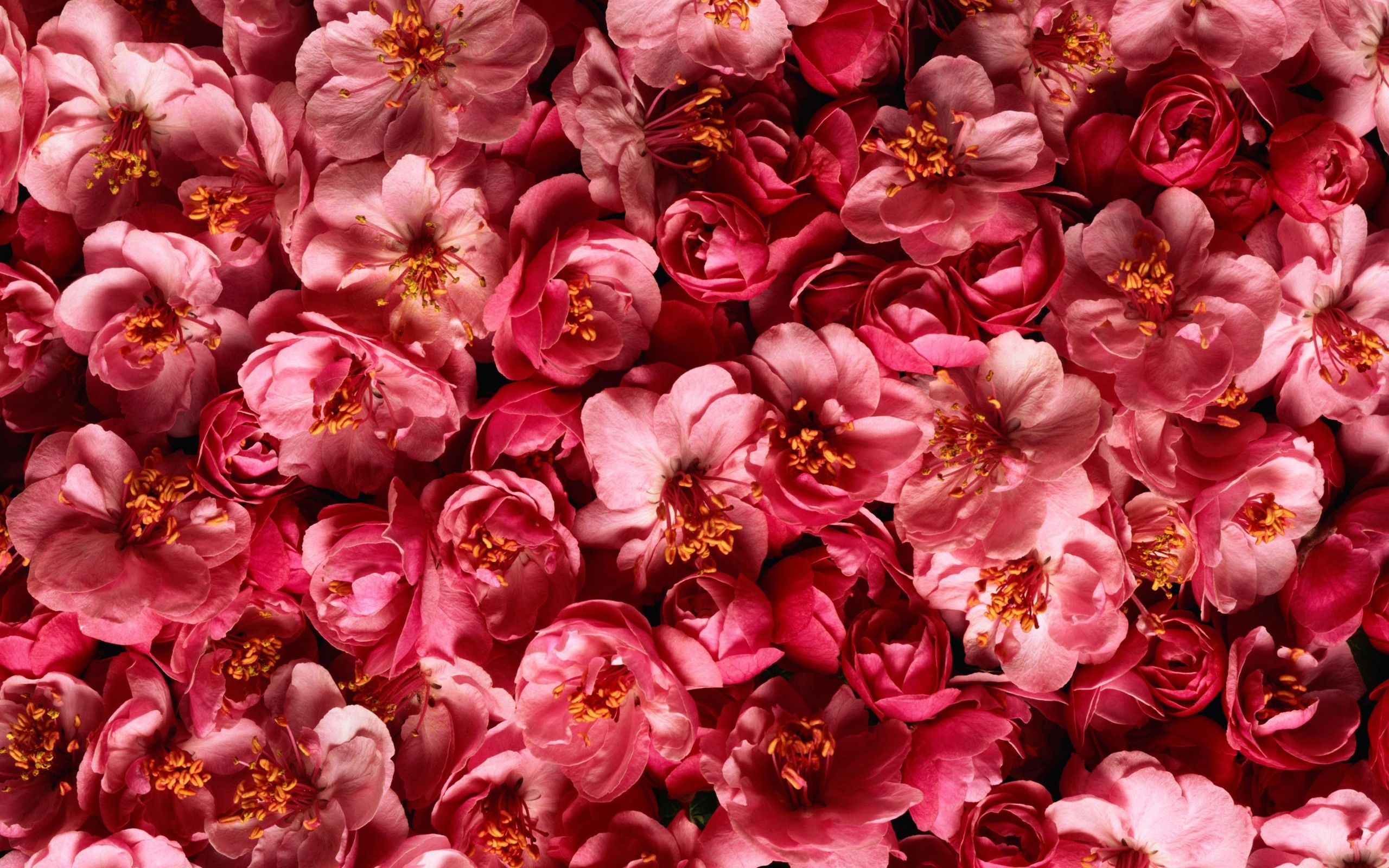 2560x1600 Red Flowers Pink Plants Hd Wallpapersjpg 