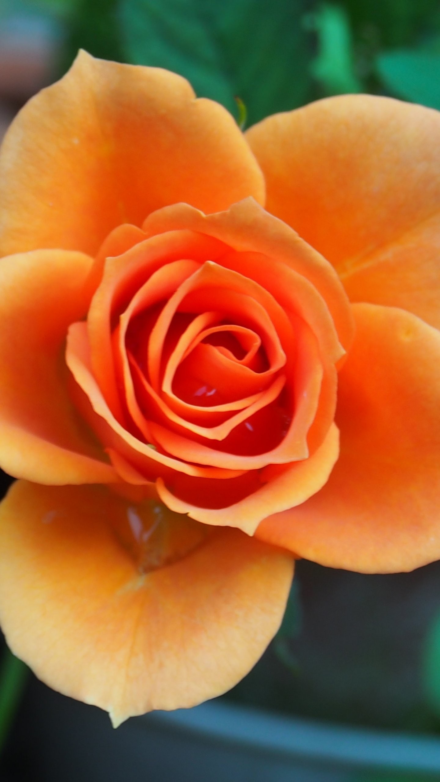 1440x2560 Orange Rose