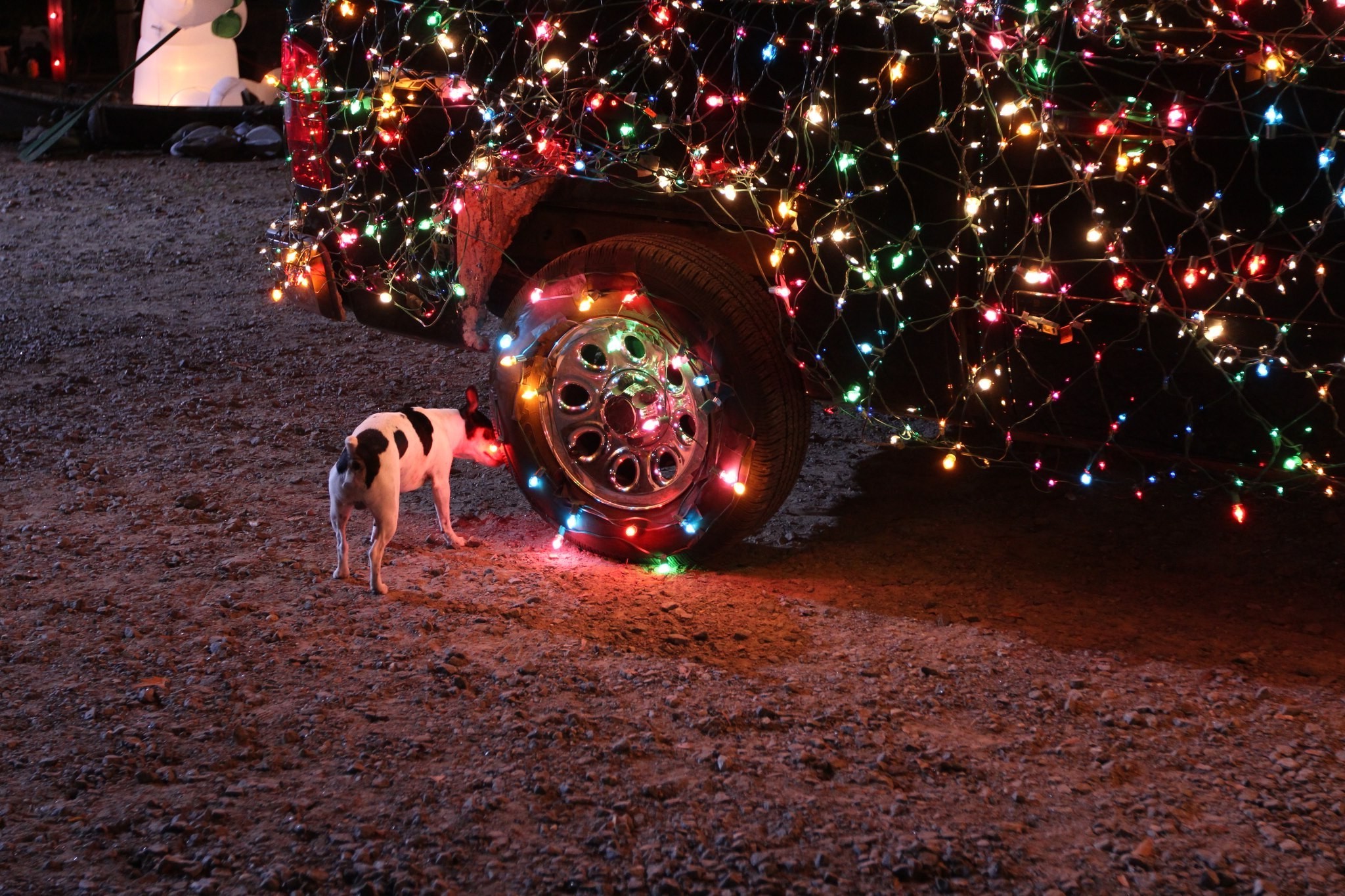 2048x1365 dog, Car, Christmas Lights Wallpapers HD / Desktop and Mobile Backgrounds
