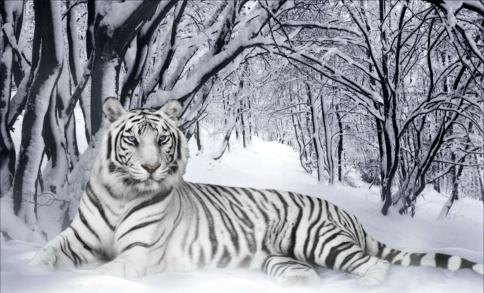 1920x1163 tiger in snow wallpaper which is under the tiger wallpapers category  