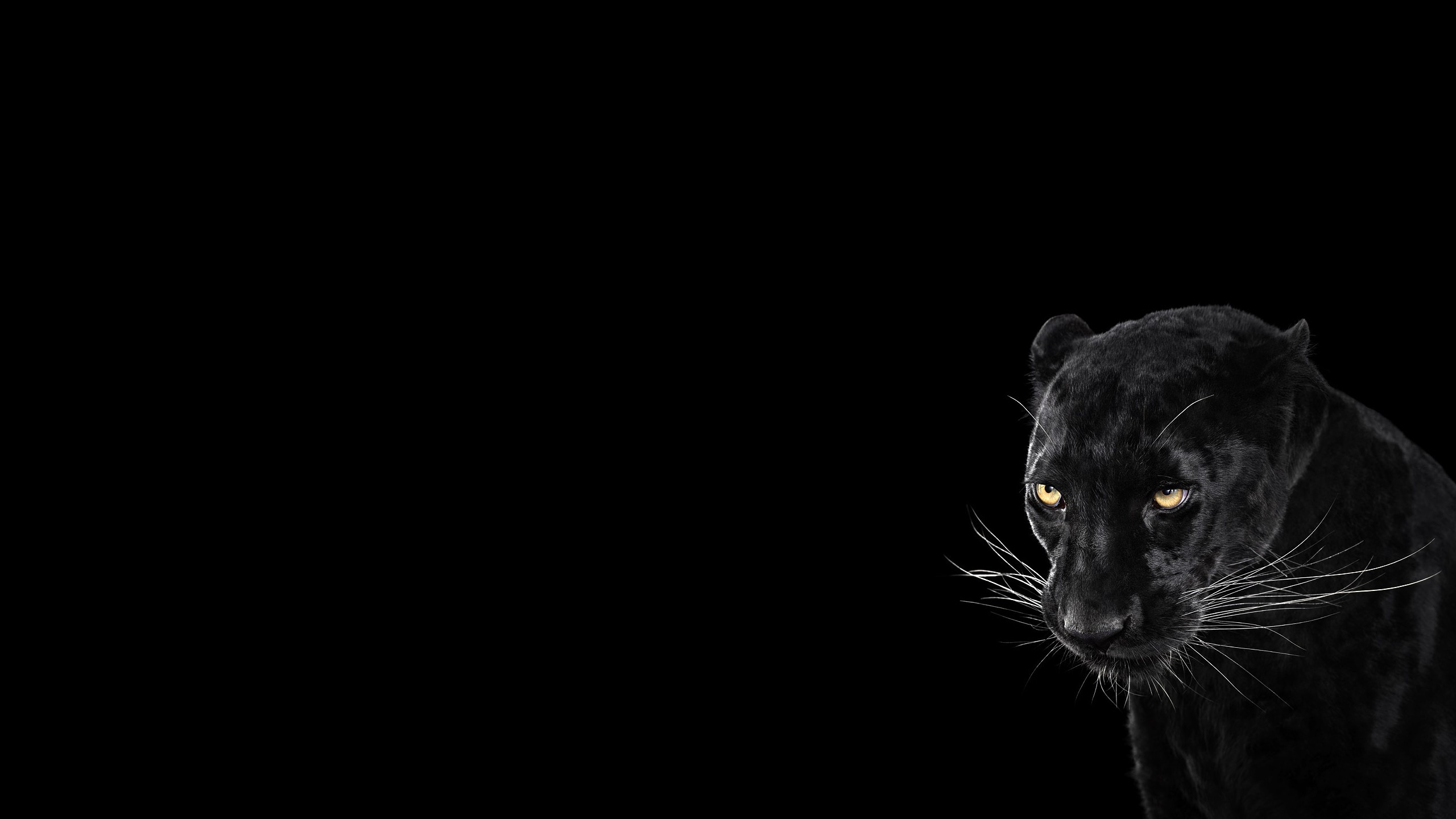 2560x1440 Panther, Black Background, Cool, Animal wallpaper
