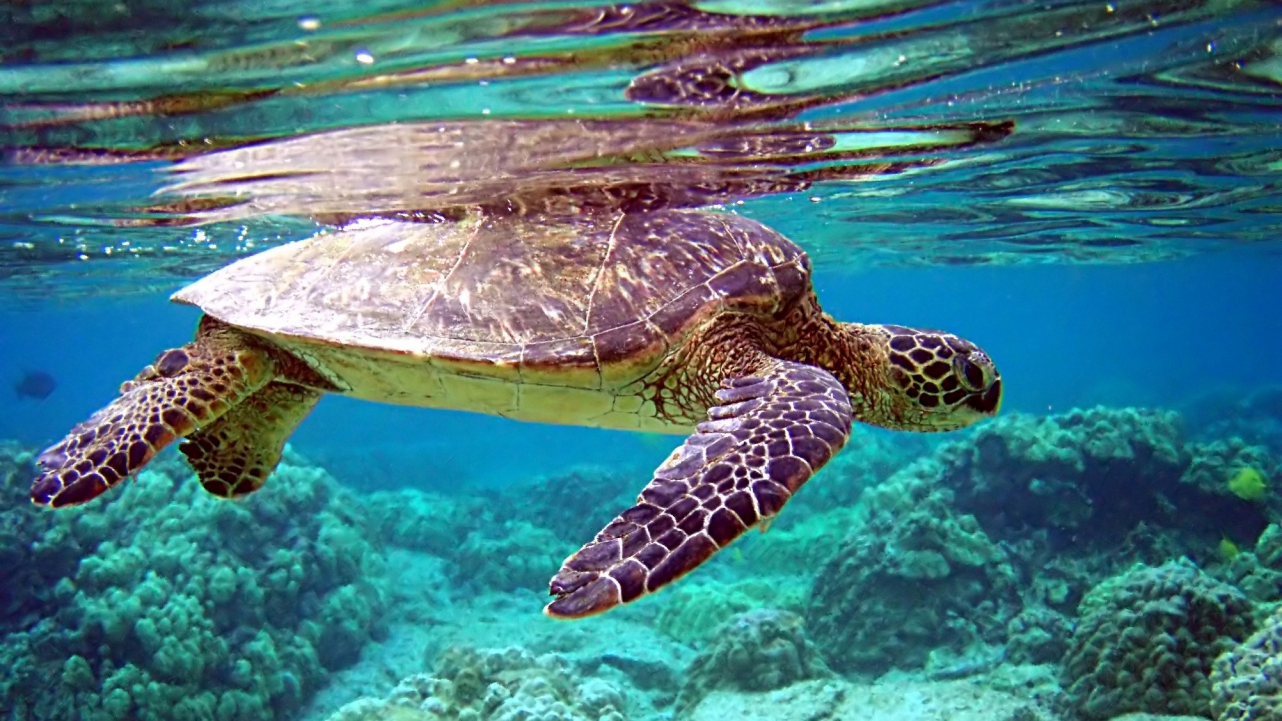 2560x1440 Preview wallpaper turtle, underwater, swimming, water 