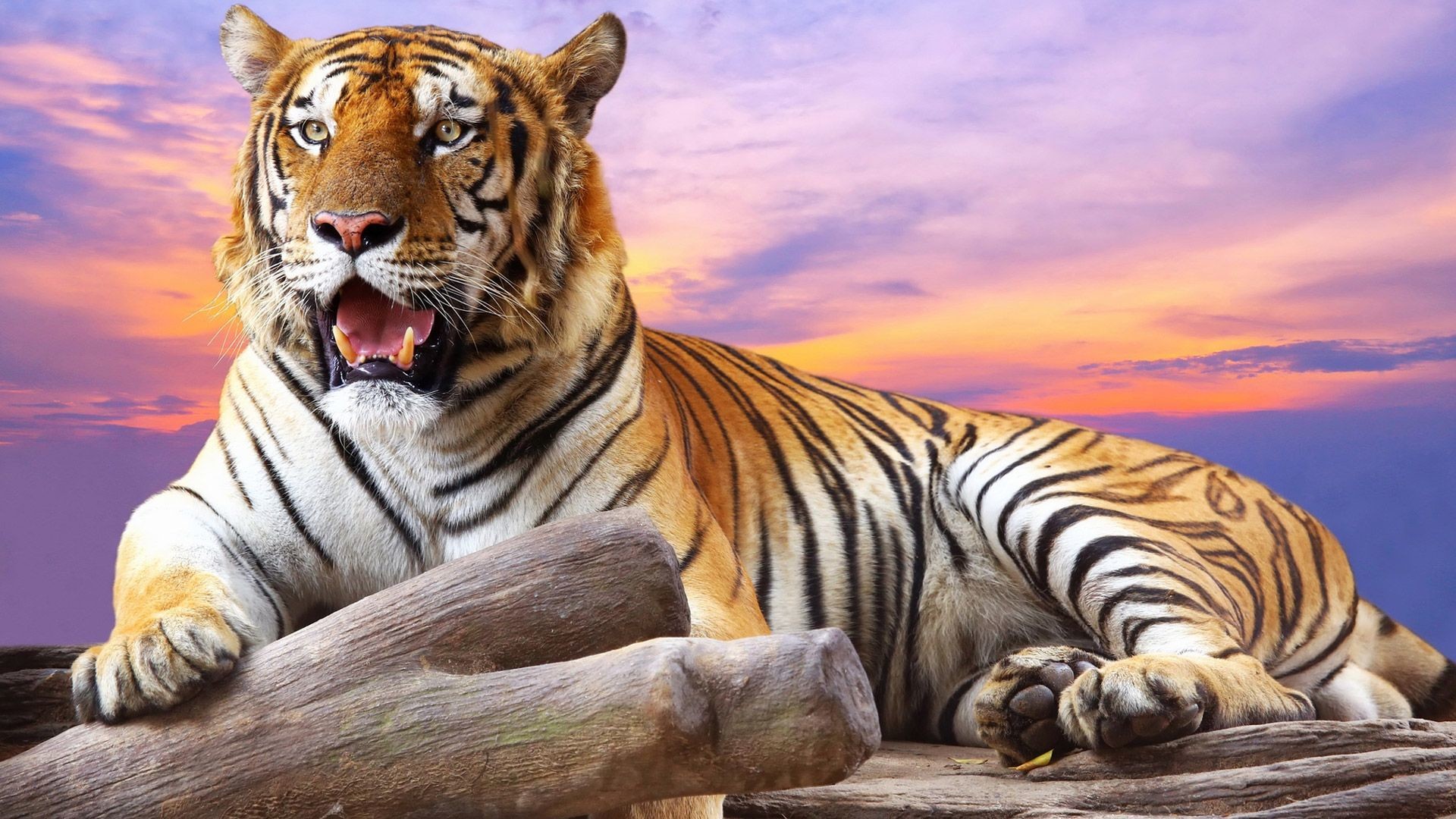 1920x1080 Wild Tiger in mood wallpapers – Free full hd wallpapers for 1080p .