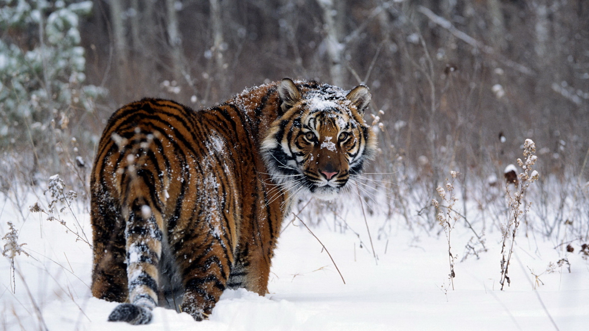 1920x1080 AS Tiger Wallpapers HQ Definition Awesome Tiger Pictures