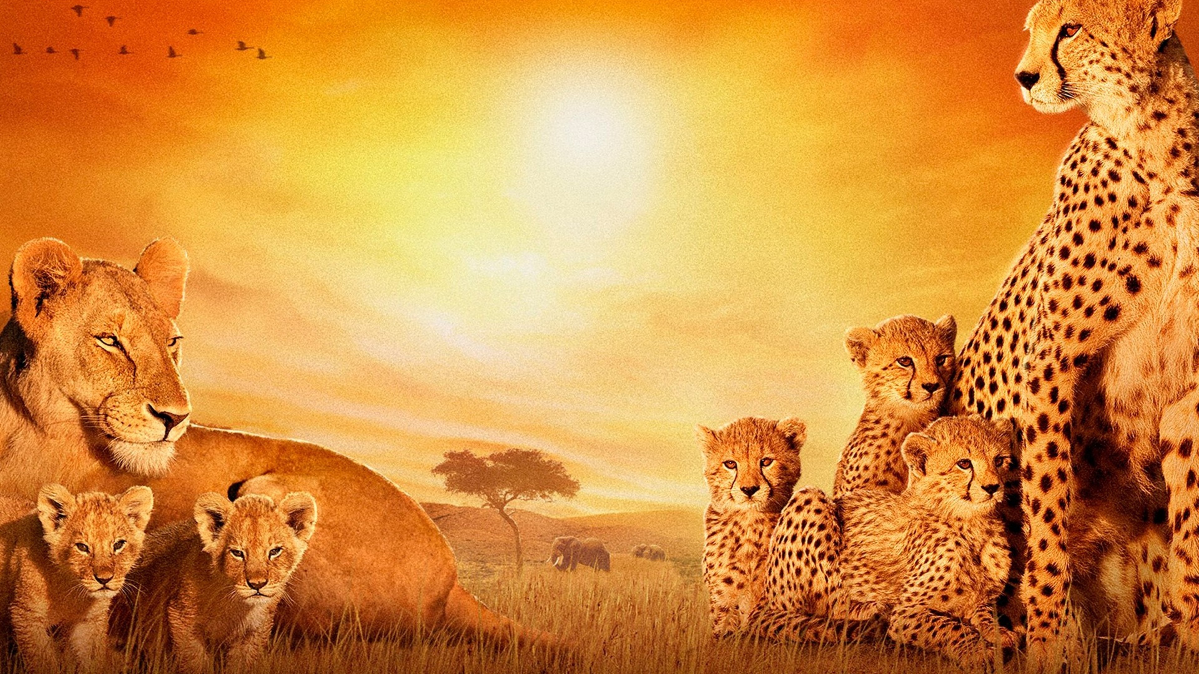 3840x2160 African Cats 4k