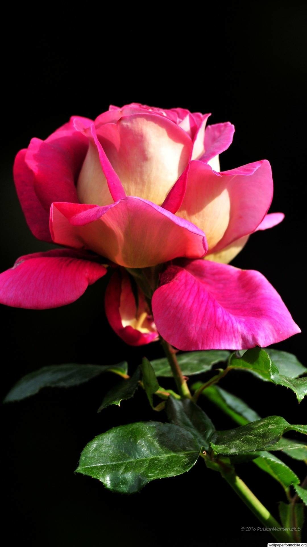 1080x1920 http://wallpaperformobile.org/17766/beautiful-roses-wallpapers-