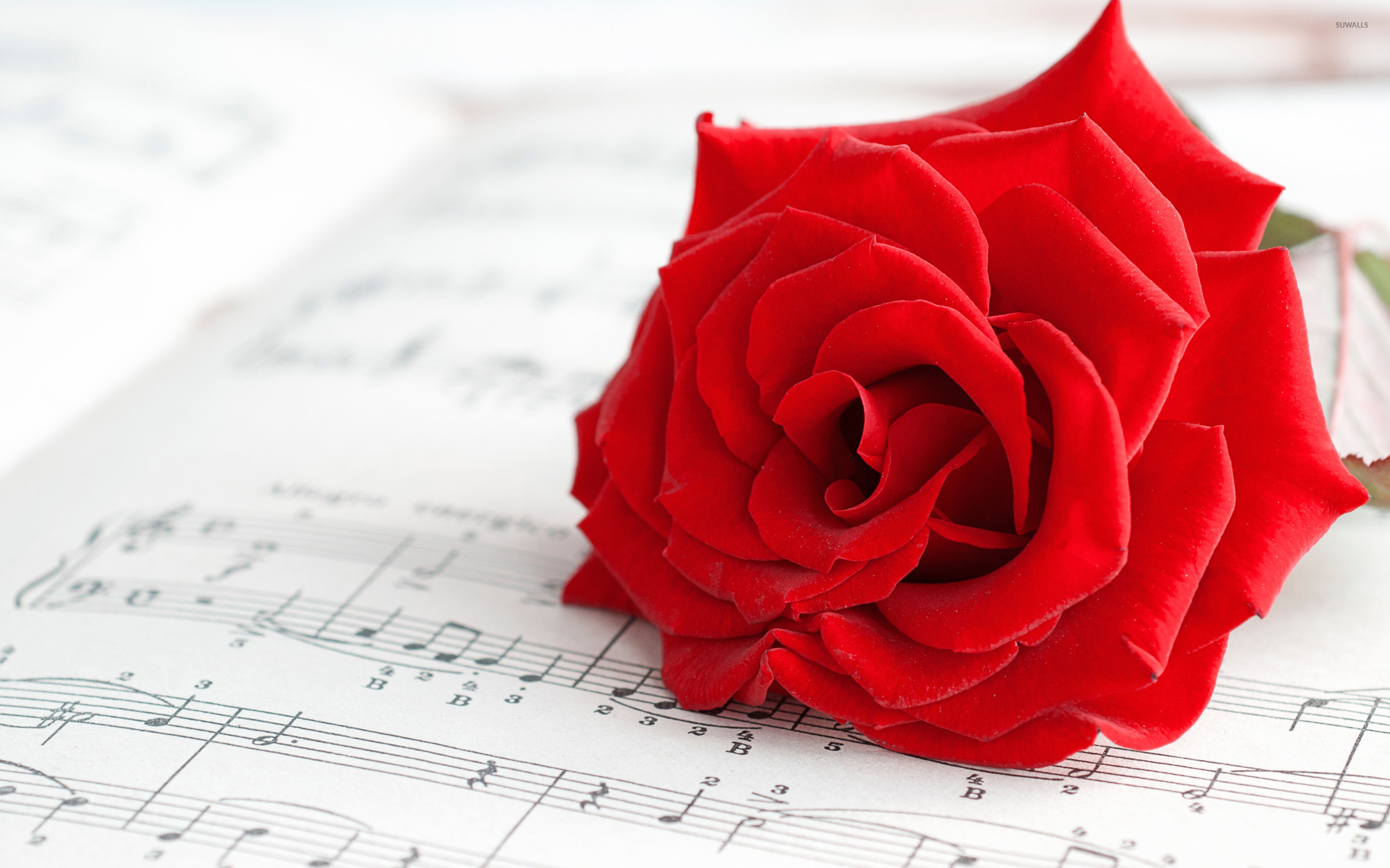 2560x1600 Pure red rose wallpaper