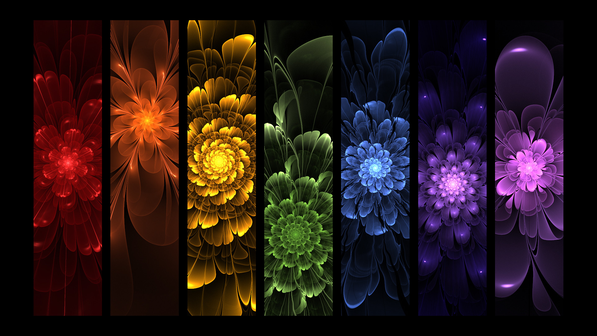 Rainbow Rose Backgrounds posted by Ethan Johnson HD wallpaper  Pxfuel