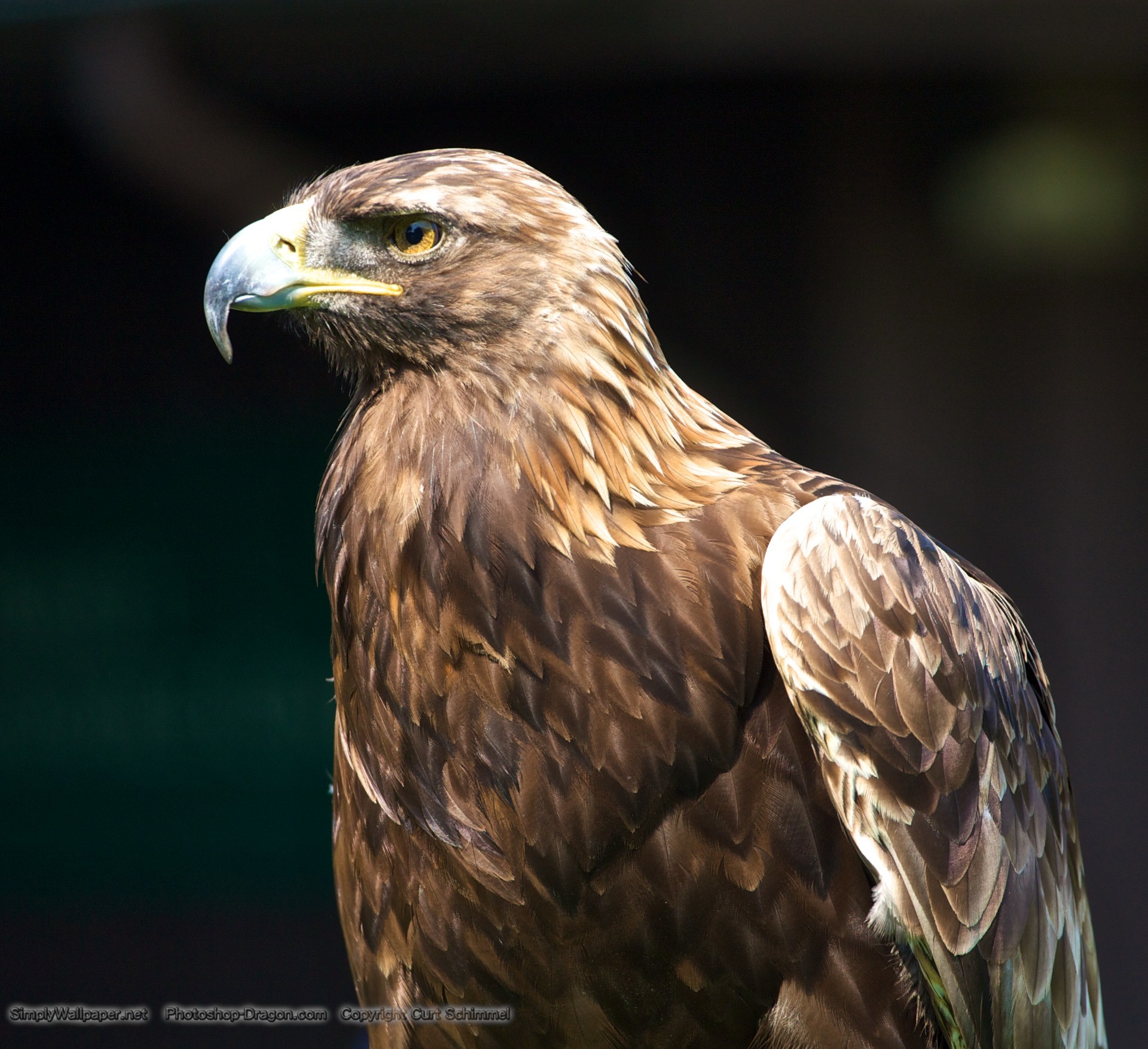 1920x1754 golden eagle bird