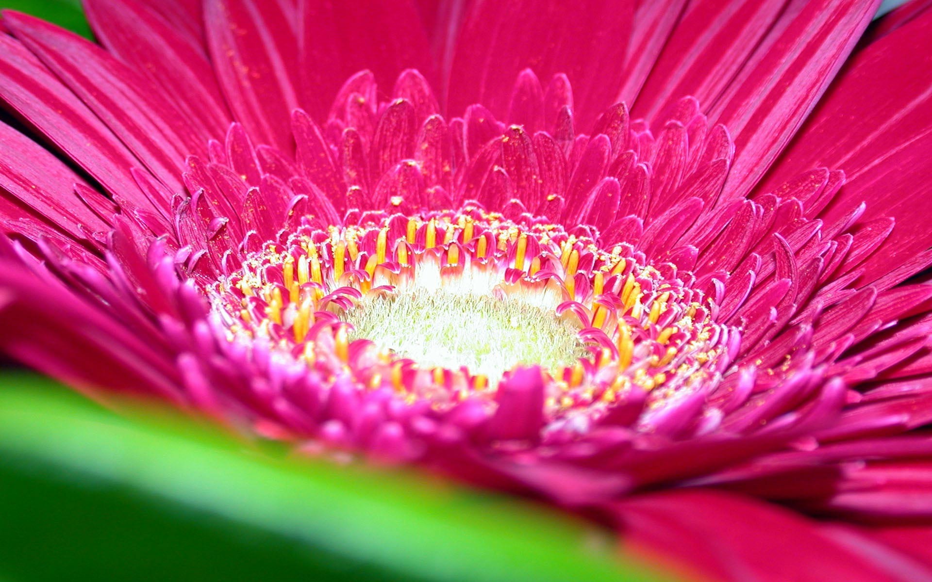 1920x1200 Tags: Pink flower Daisy