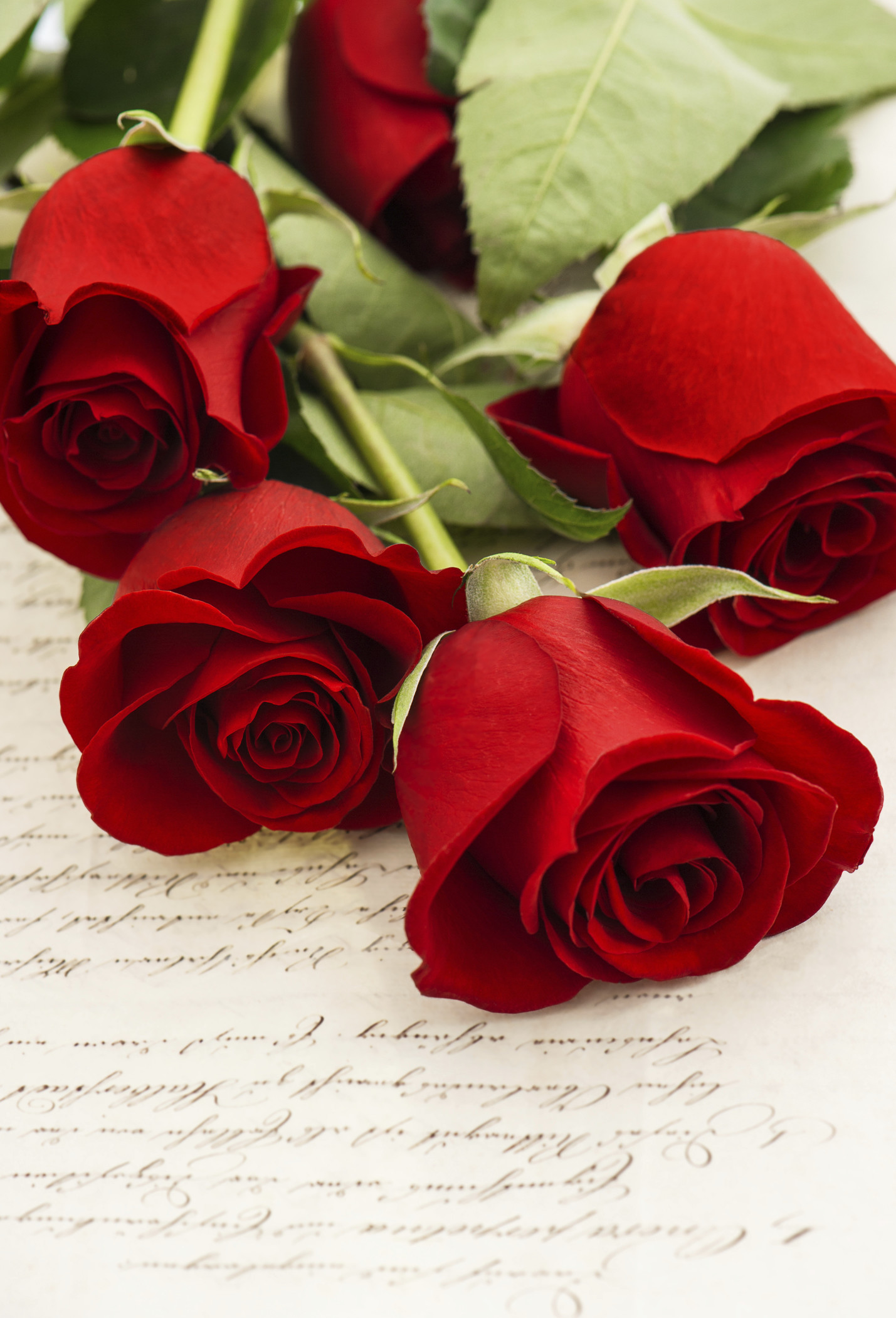 1429x2101 Check out Red roses and old love letters by LiliGraphie on Creative Market