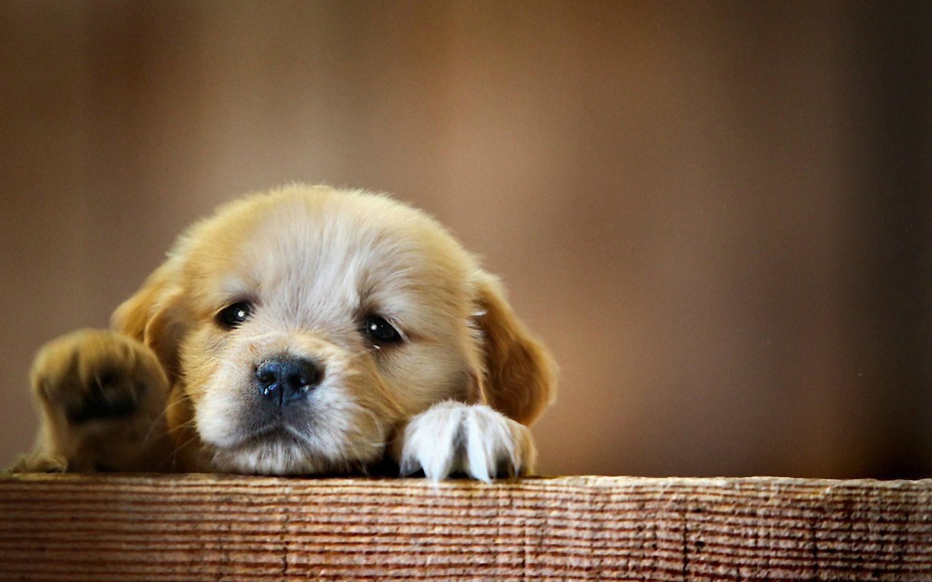 1920x1200 cutest puppy wallpaper 50+ Cute Dogs Wallpapers Dog Puppy Desktop Wallpapers  – HD Wallpapers Images