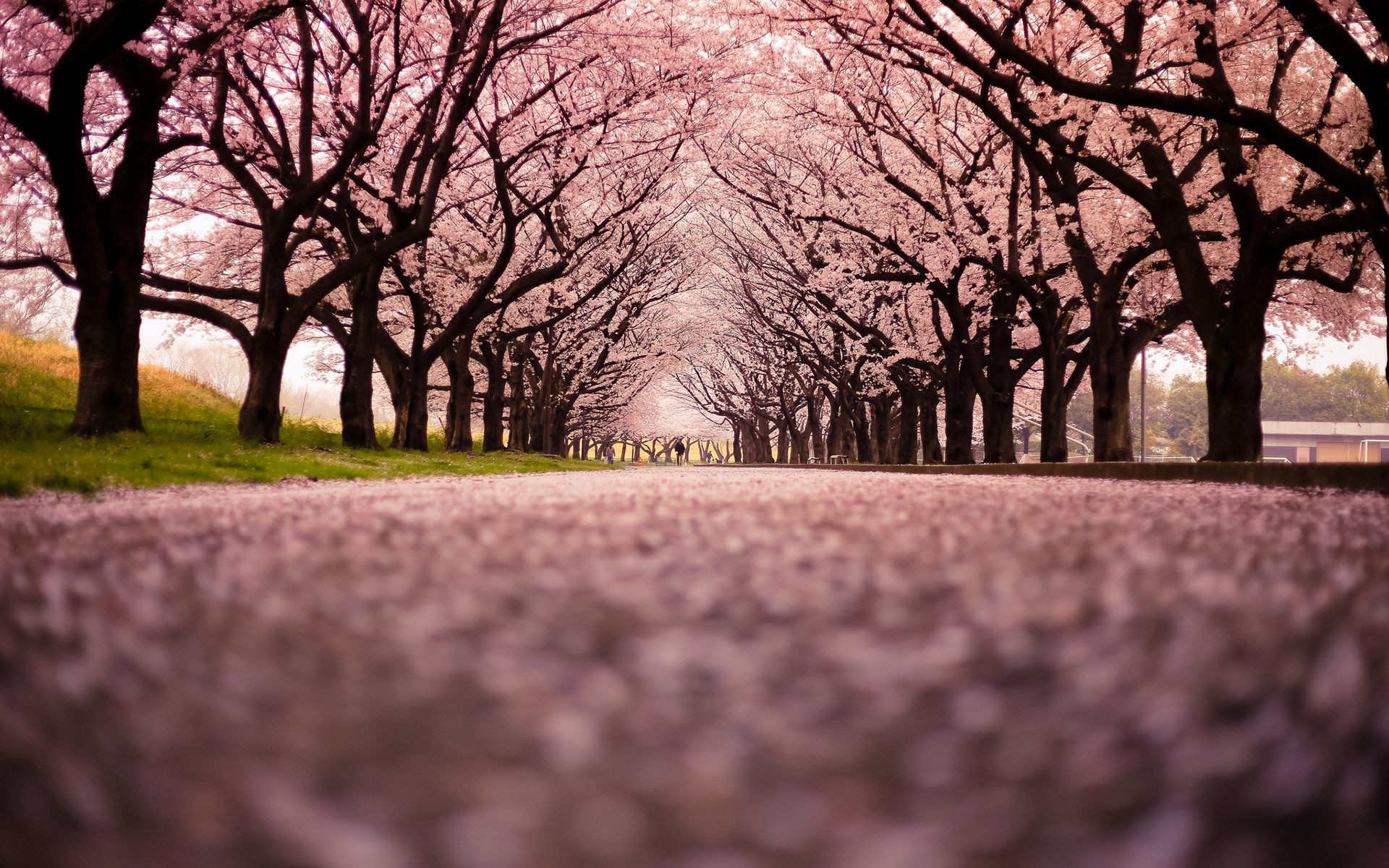 1920x1200 1166x685px Sakura Cherry Blossom Wallpaper