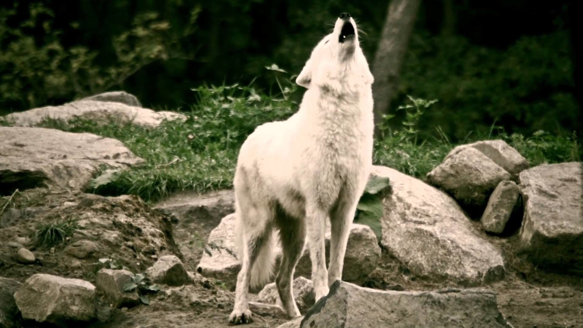1920x1080 White Wolves howling in the deer park - Schaurig schÃ¶n. WÃ¶lfe heulen im  Wildpark. - YouTube
